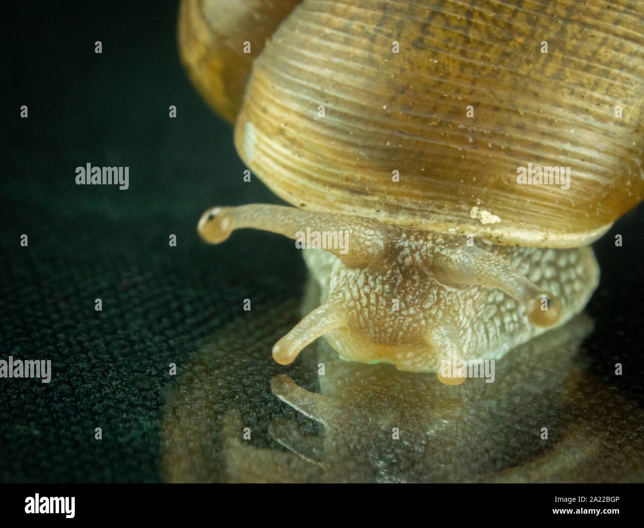 Schnecke Makro, auf dem schwarzen Hintergrund, Garten Schnecke mit Macro Objektive unter dem Studio leuchten bei 5500 Grad Kelvin fotografiert, auf ein Glas Stockfoto