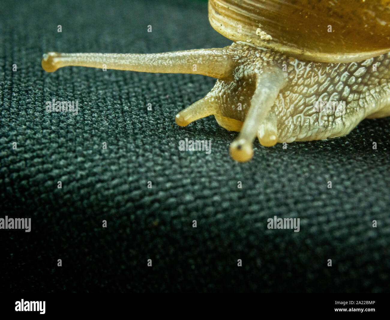 Schnecke Makro, auf dem schwarzen Hintergrund, Garten Schnecke mit Macro Objektive unter dem Studio leuchten bei 5500 Grad Kelvin fotografiert, auf ein Glas Stockfoto