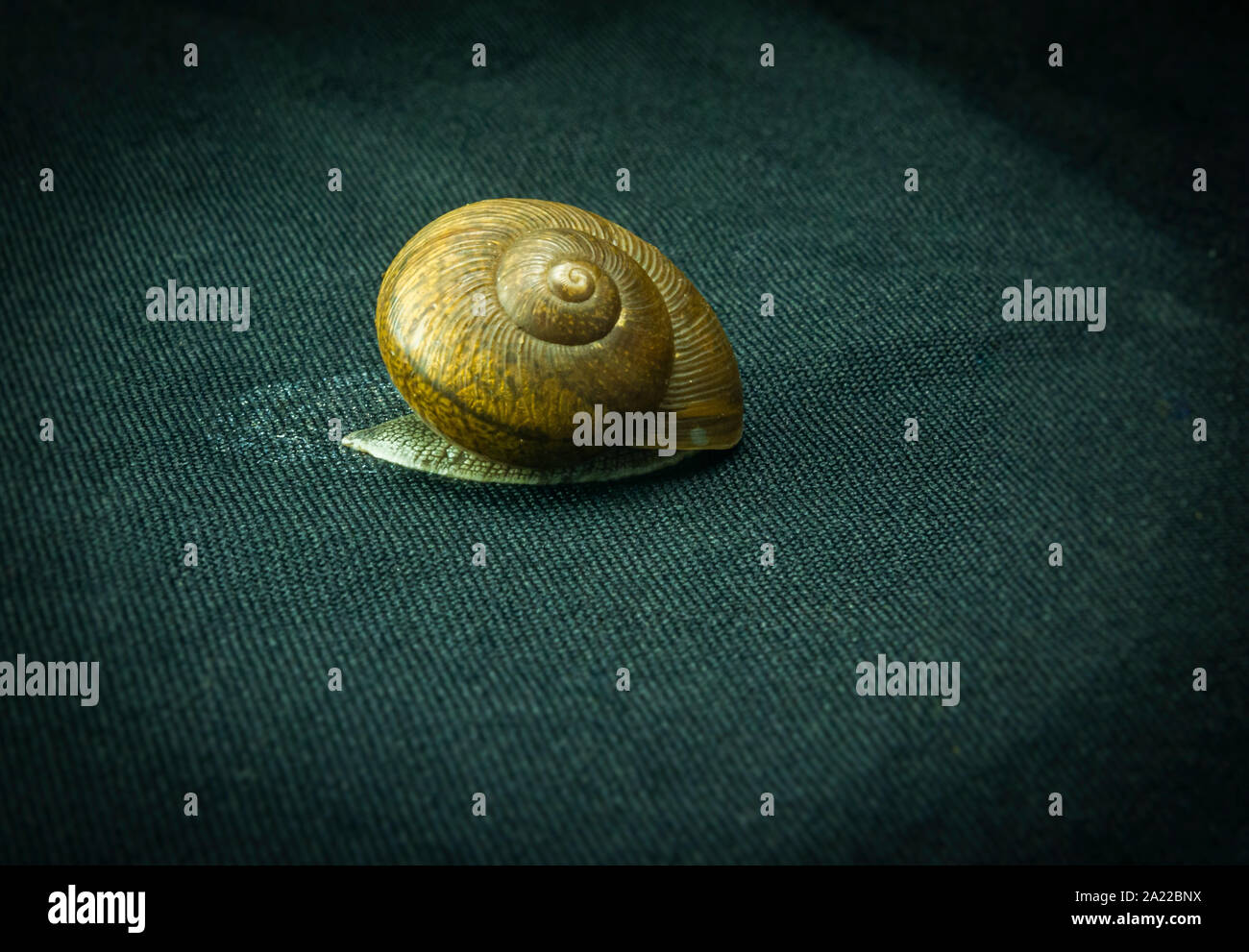 Schnecke Makro, auf dem schwarzen Hintergrund, Garten Schnecke mit Macro Objektive unter dem Studio leuchten bei 5500 Grad Kelvin fotografiert, auf ein Glas Stockfoto