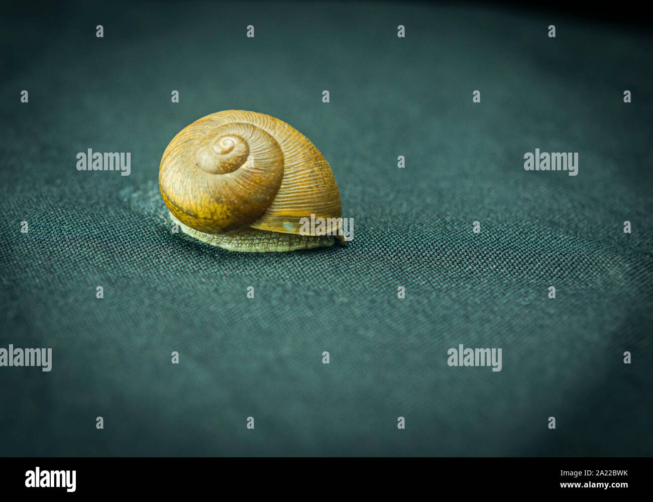 Schnecke Makro, auf dem schwarzen Hintergrund, Garten Schnecke mit Macro Objektive unter dem Studio leuchten bei 5500 Grad Kelvin fotografiert, auf ein Glas Stockfoto