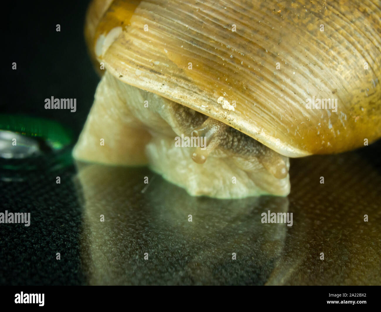 Schnecke Makro, auf dem schwarzen Hintergrund, Garten Schnecke mit Macro Objektive unter dem Studio leuchten bei 5500 Grad Kelvin fotografiert, auf ein Glas Stockfoto