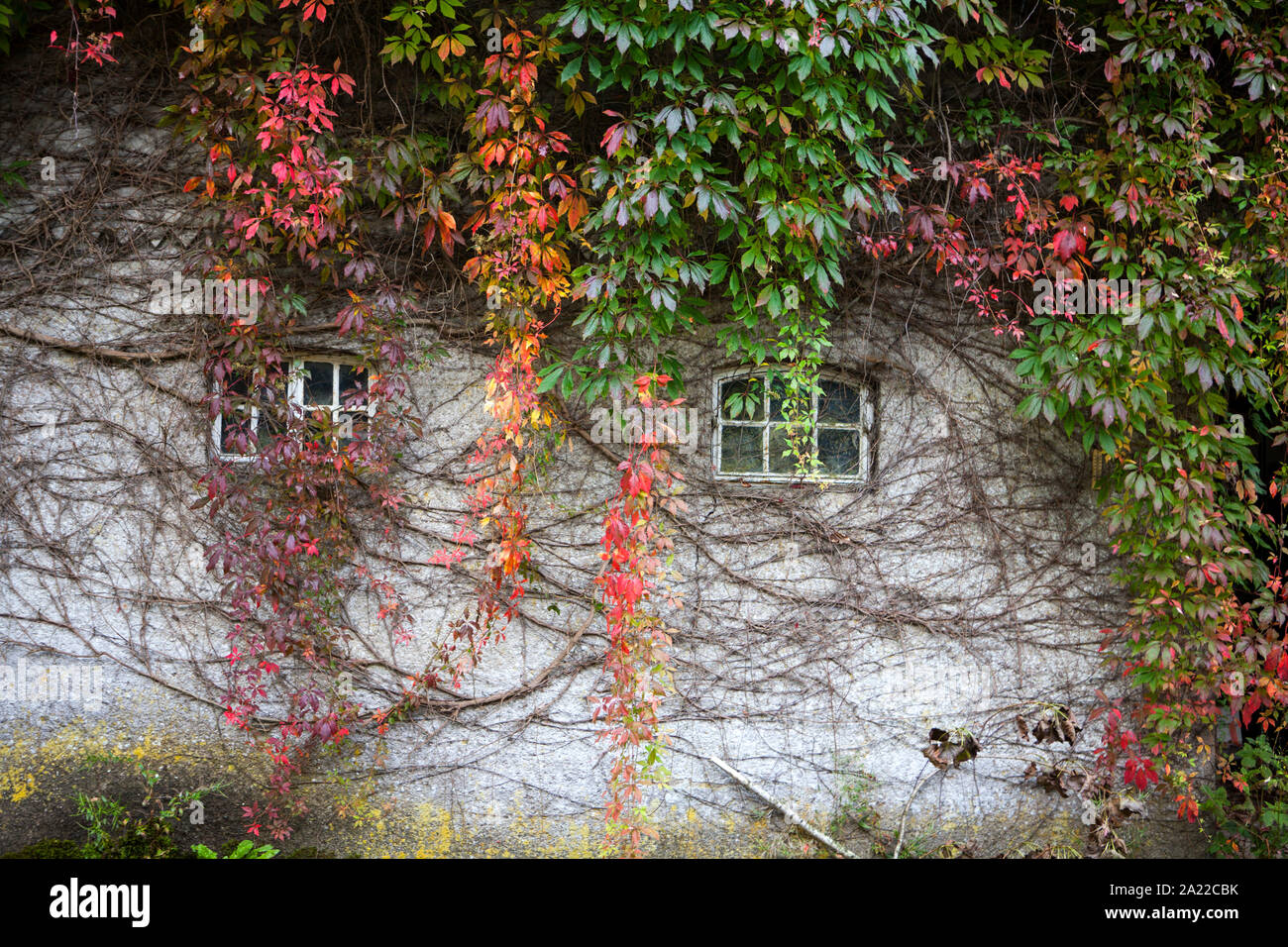 Alte überwucherte Hütte, Deutschland, Europa Stockfoto