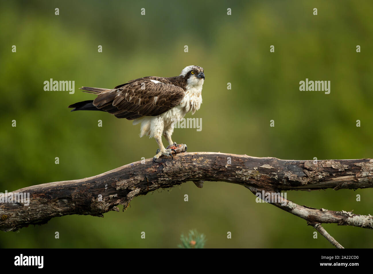 Fischadler (Pandion haliaetus) Fütterung von Fischen Stockfoto