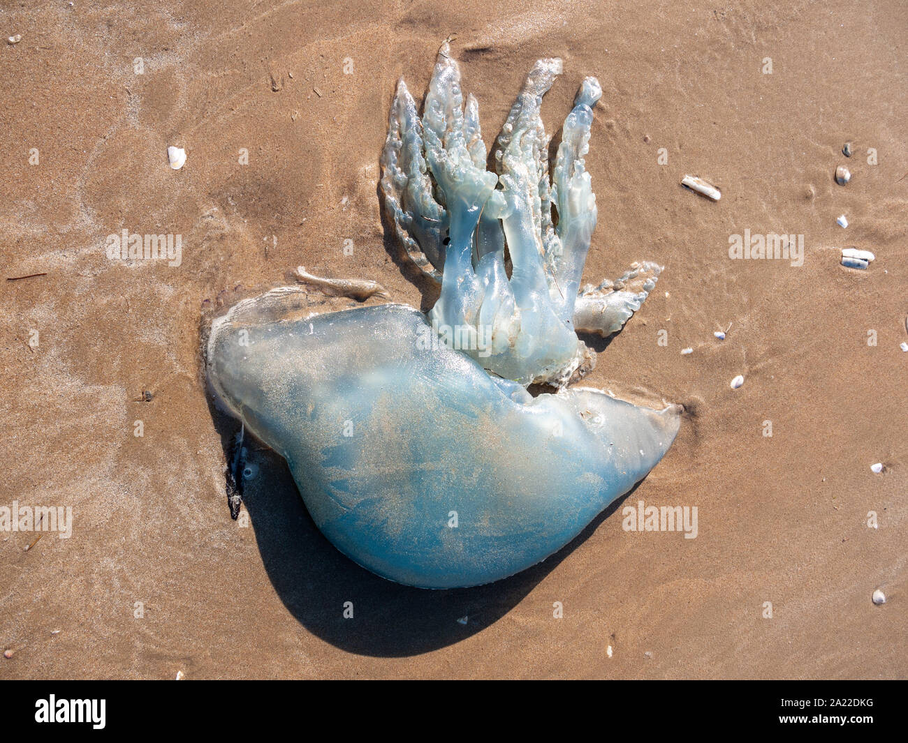 Tote Quallen am Strand außerhalb der Natur sonnigen Tag Tier- und Pflanzenwelt - Würmer Kopf; Wales; VEREINIGTES KÖNIGREICH Stockfoto