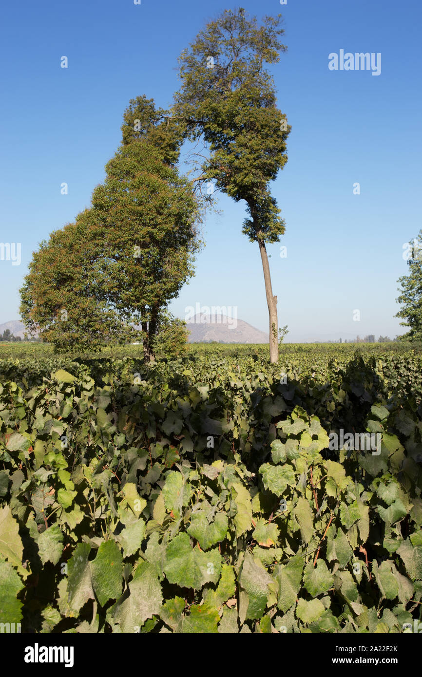 Concha Y Toro Weingut, Pirque, Maipo Valley, Chile Stockfoto