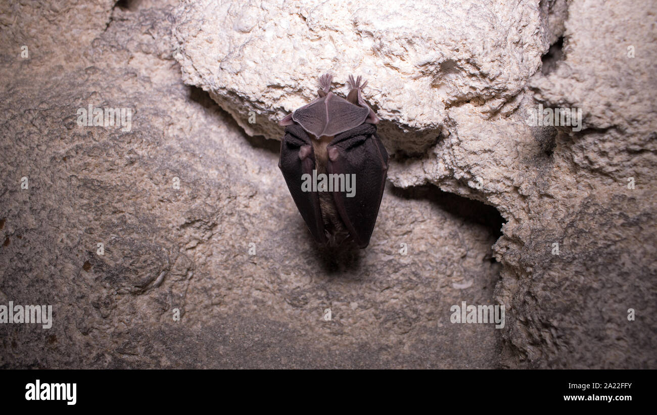 Fledermäuse schlafen im Dungeon auf den Kopf, in den Flügeln wie schwarzen Mantel gehüllt, wie Teufel in der Dunkelheit. Hufeisen - Gerochen bat (Rhinolophus ferrumequinum); Flügel c Stockfoto