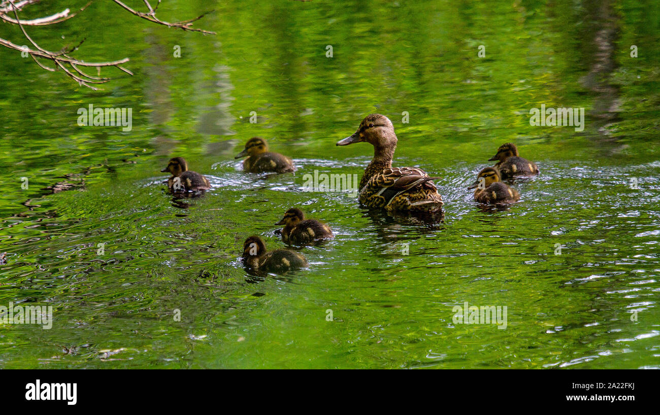 Wild Mallard (nicht städtische Bevölkerung). Eine Brut von Enten von sechs Entenküken auf einem See Stockfoto