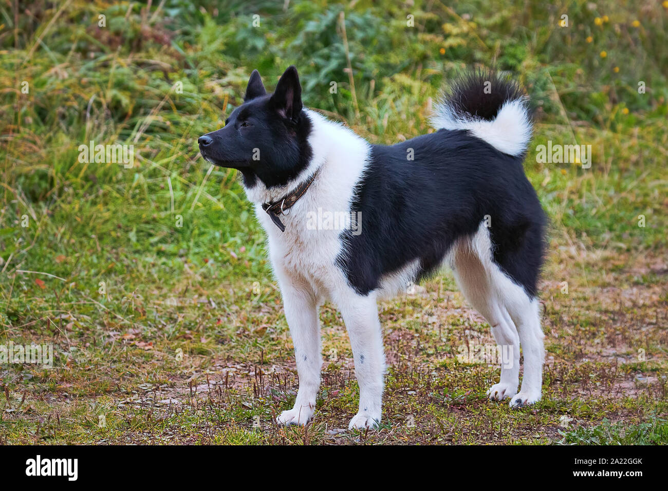 Die Waffe Hund russischen Europäische Laika liegt in der Nähe der Malamute  und Husky. Jagdhund für universelle Jagd in Borealen forists, Farbe  Kombinationen von blac Stockfotografie - Alamy