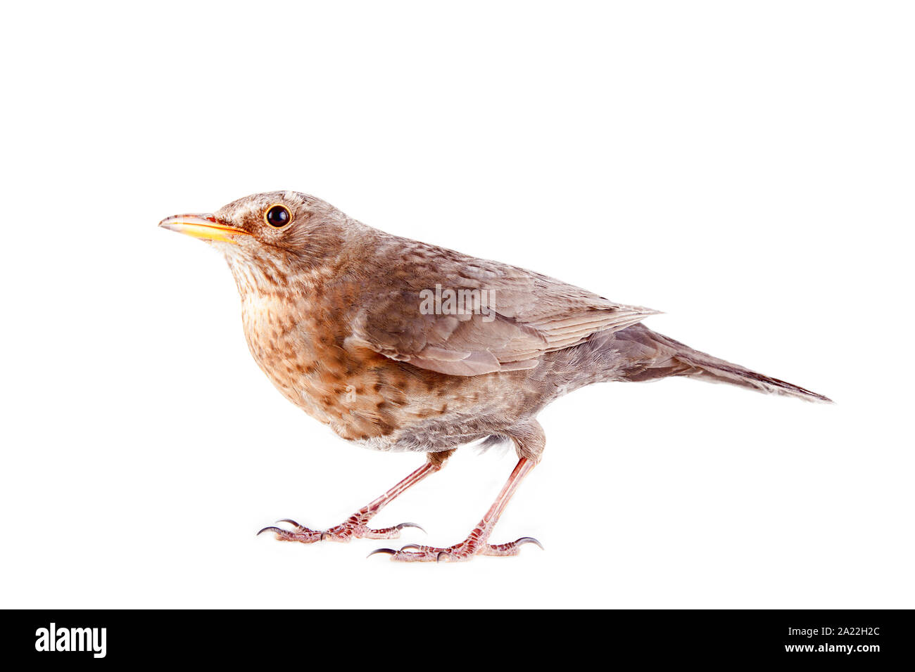 Merle als die meisten Einwohner der Europäischen Wälder und Parks in den Städten. Eurasischen Amsel (Turdus merula) Weiblich, auf weißem Hintergrund Stockfoto