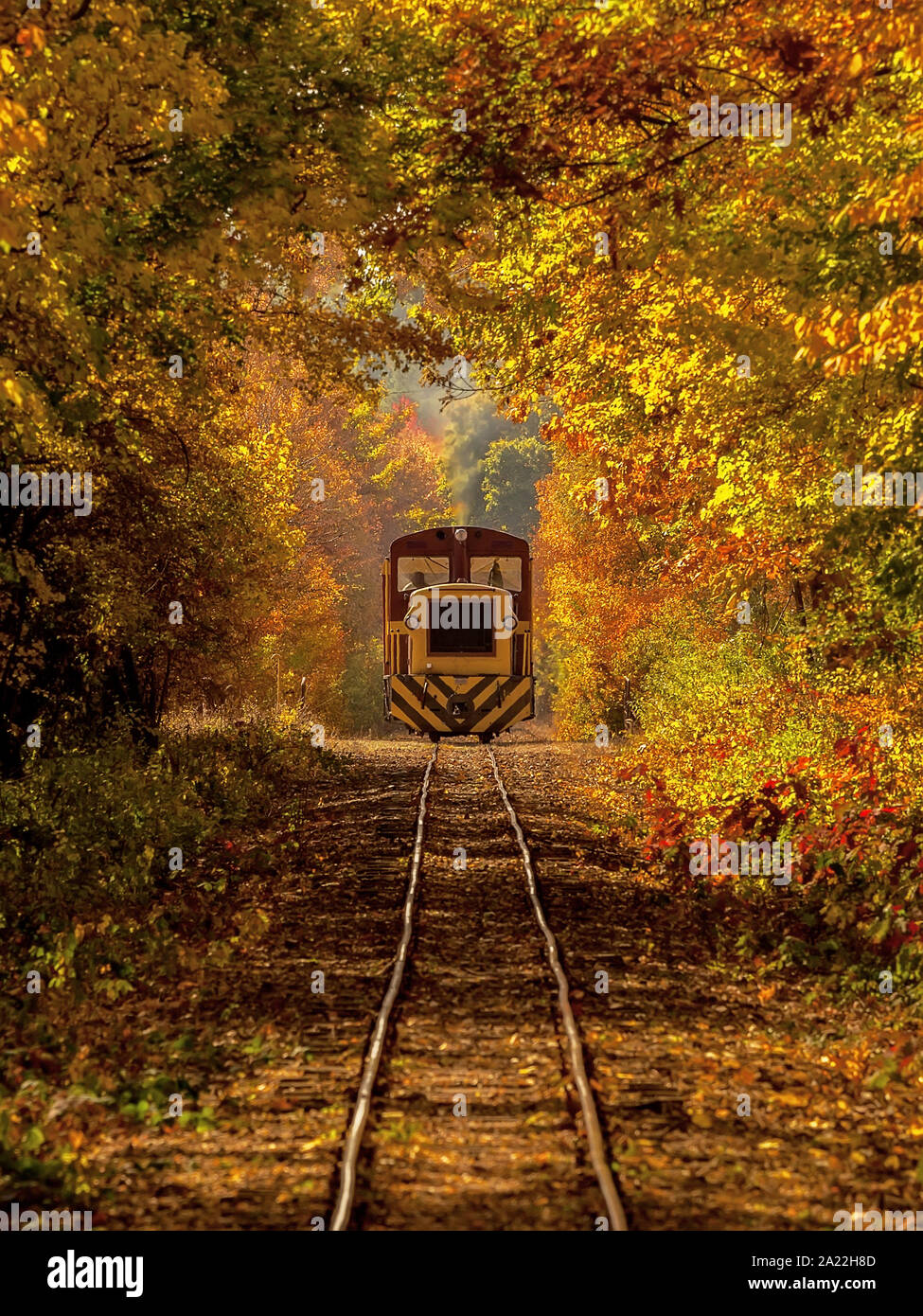 Wald Zug in fantastischen Farben des Herbstes. Helle Lichter, fantastische Stimmung. Europa, Ungarn, Gyongyos in Matrahaza. Stockfoto