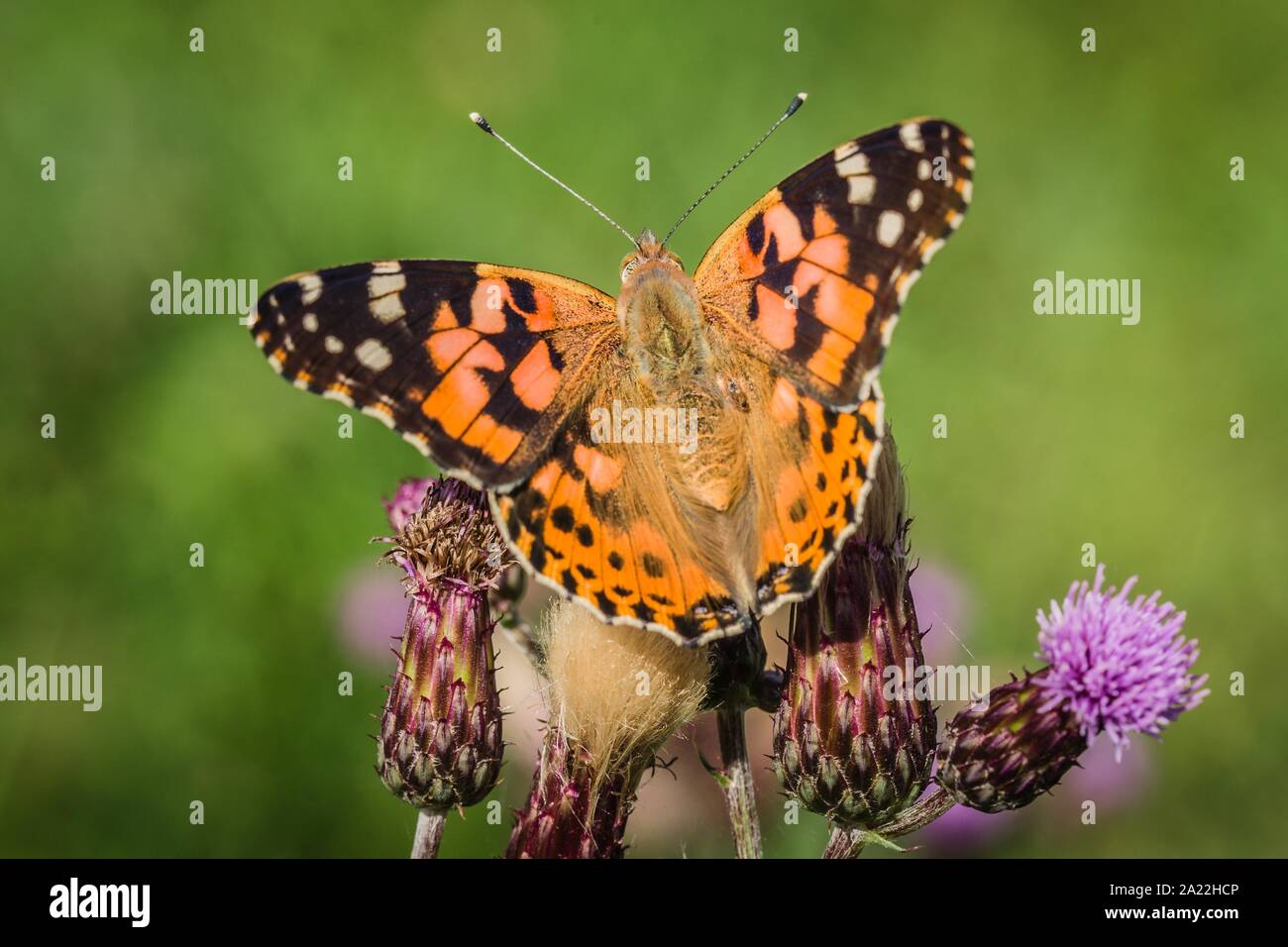 Schließen Sie herauf Bild der bunten Distelfalter Schmetterling mit Flügeln öffnen sitzen auf lila Distel in einer Wiese im Sommer wachsen. Grüner Hintergrund. Stockfoto