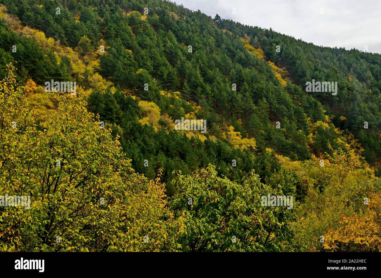 Bunte Herbst Wald mit Nadel- und Laubbäumen und Glade im Balkan Mountain in der Nähe von Maglizh, Bulgarien Stockfoto