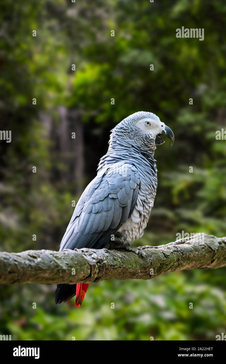 Kongo Graupapagei/Graupapagei (Psittacus erithacus) im Baum gehockt, beheimatet in äquatorialen Afrika Stockfoto