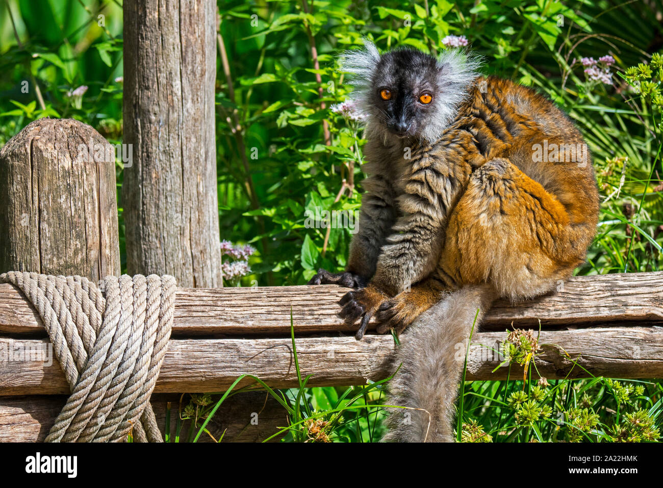 Schwarz lemur (Eulemur macaco) Weiblich, endemisch auf Madagaskar, sitzen auf den hölzernen Zaun Stockfoto