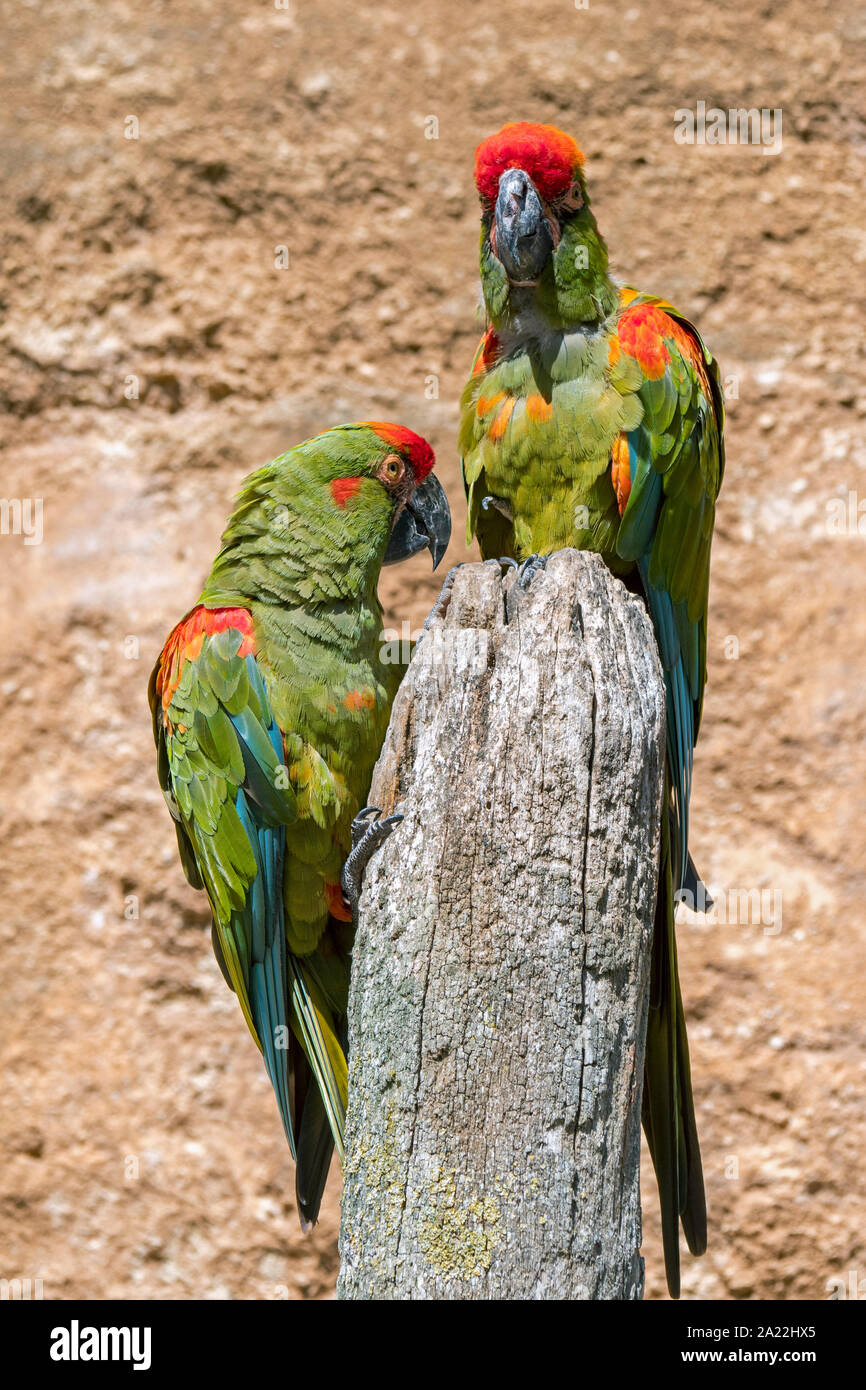 Red-fronted Macaw/Lafresnaye's Aras (Ara rubrogenys) Paar native in Halbwüste gebirgigen Gebiet von Bolivien Stockfoto