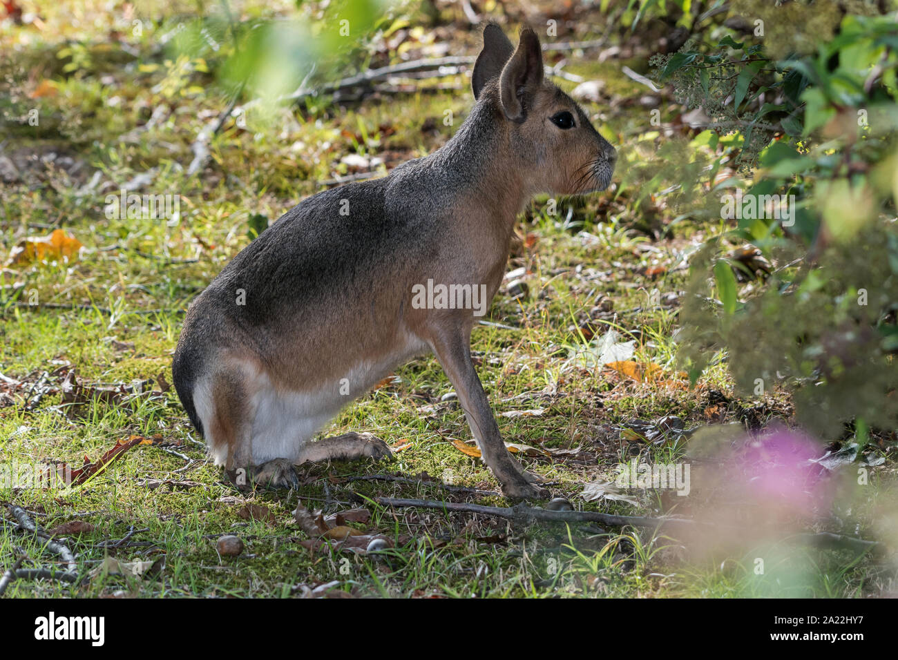 Patagonische Mara (Dolichotis Patagonum) Stockfoto