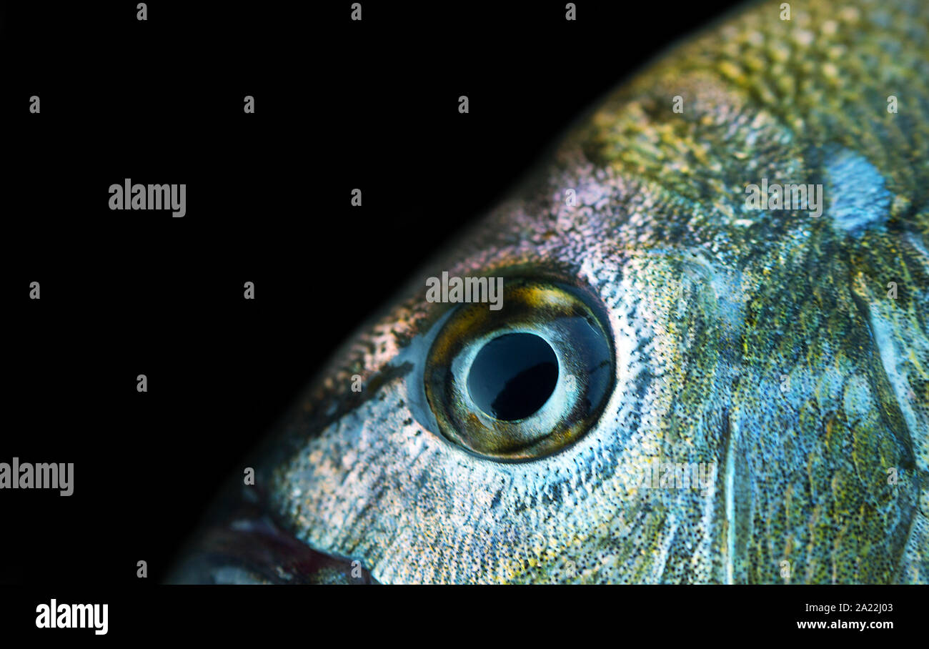 Seebrassen (Dorade, Sargus annularis) von der Küste der Krim am Schwarzen Meer. Brustbild auf Schwarz Stockfoto