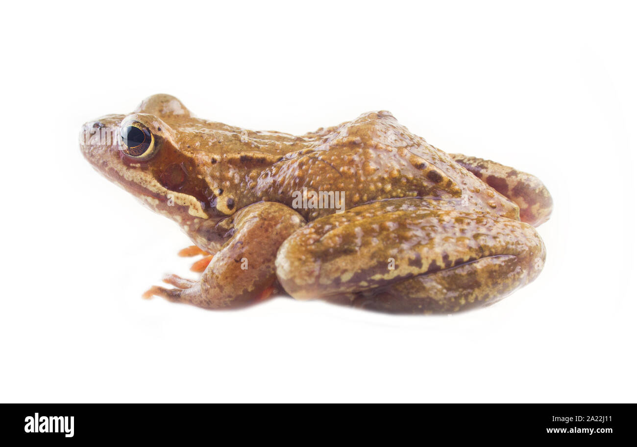 Grasfrosch (Rana temporaria). Seitenansicht, auf weißem Hintergrund Stockfoto