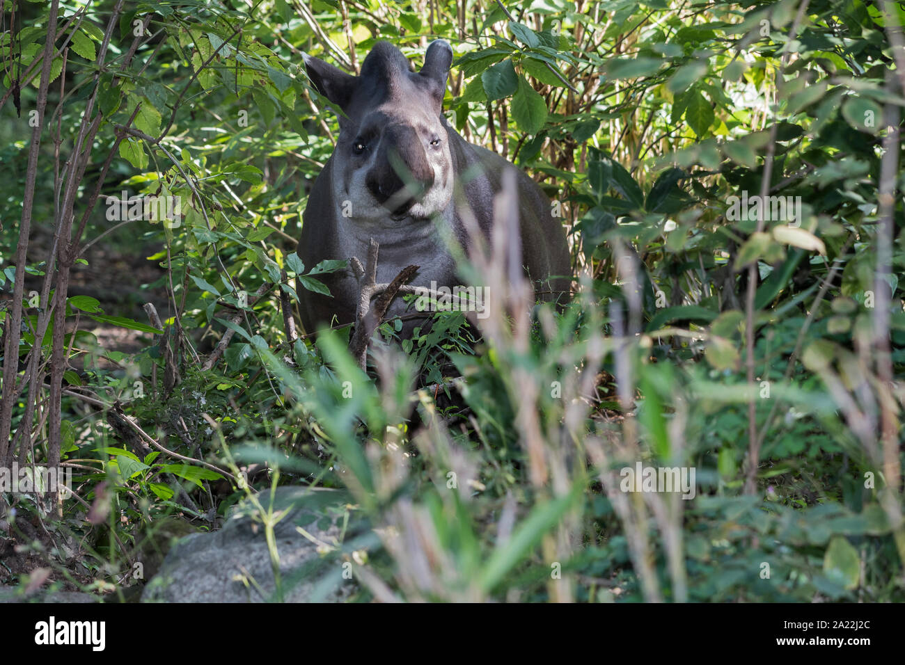 Lowland Tapir (Tapirus terrestris) Stockfoto