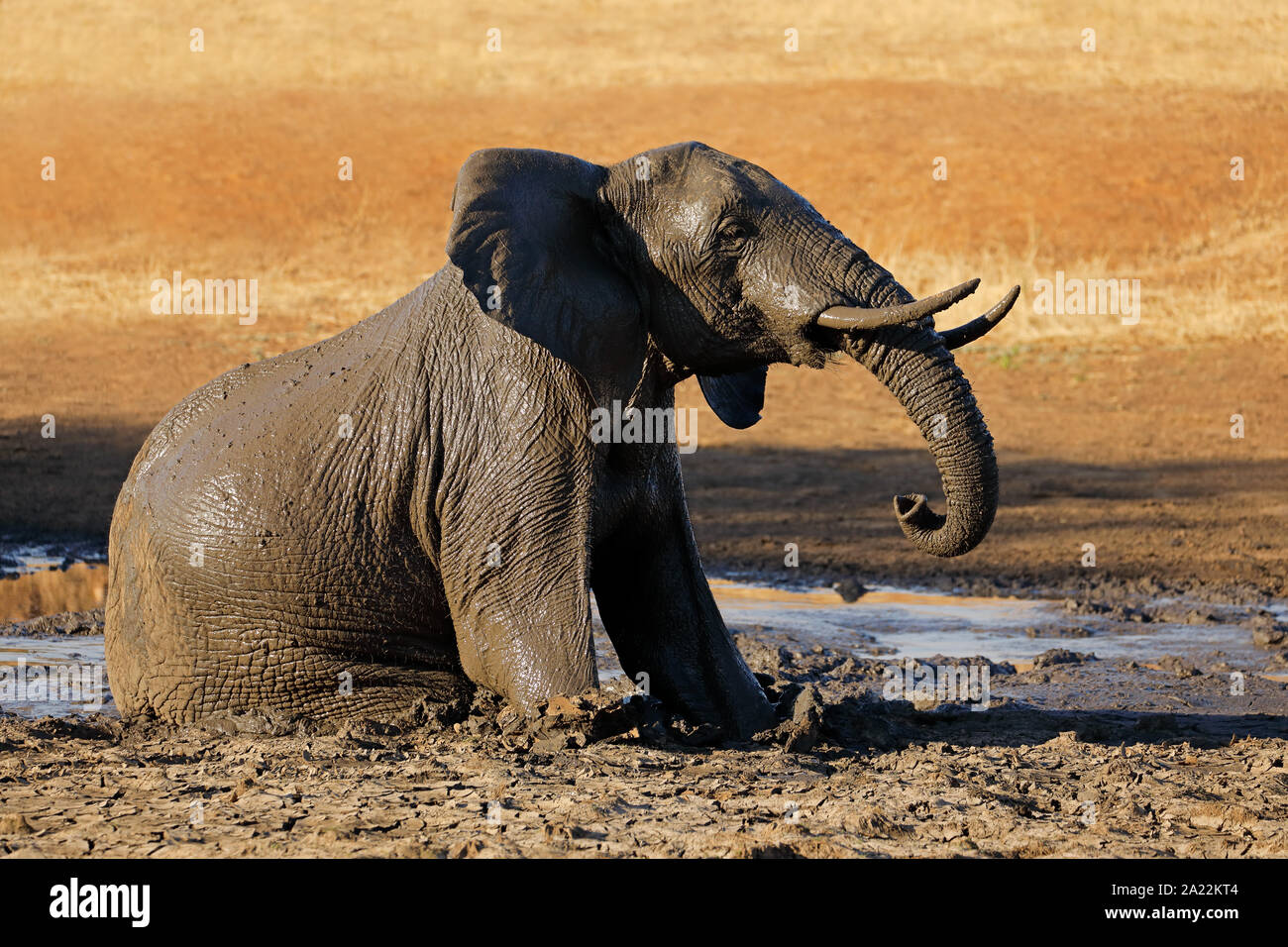 Afrikanischer Elefant (Loxodonta africana) spielen in ein schlammiges Wasserloch, Krüger Nationalpark, Südafrika Stockfoto