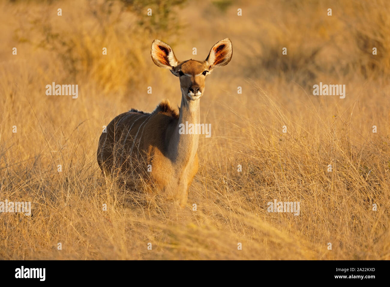 Weibliche Kudu Antilope (Tragelaphus strepsiceros), Krüger Nationalpark, Südafrika Stockfoto