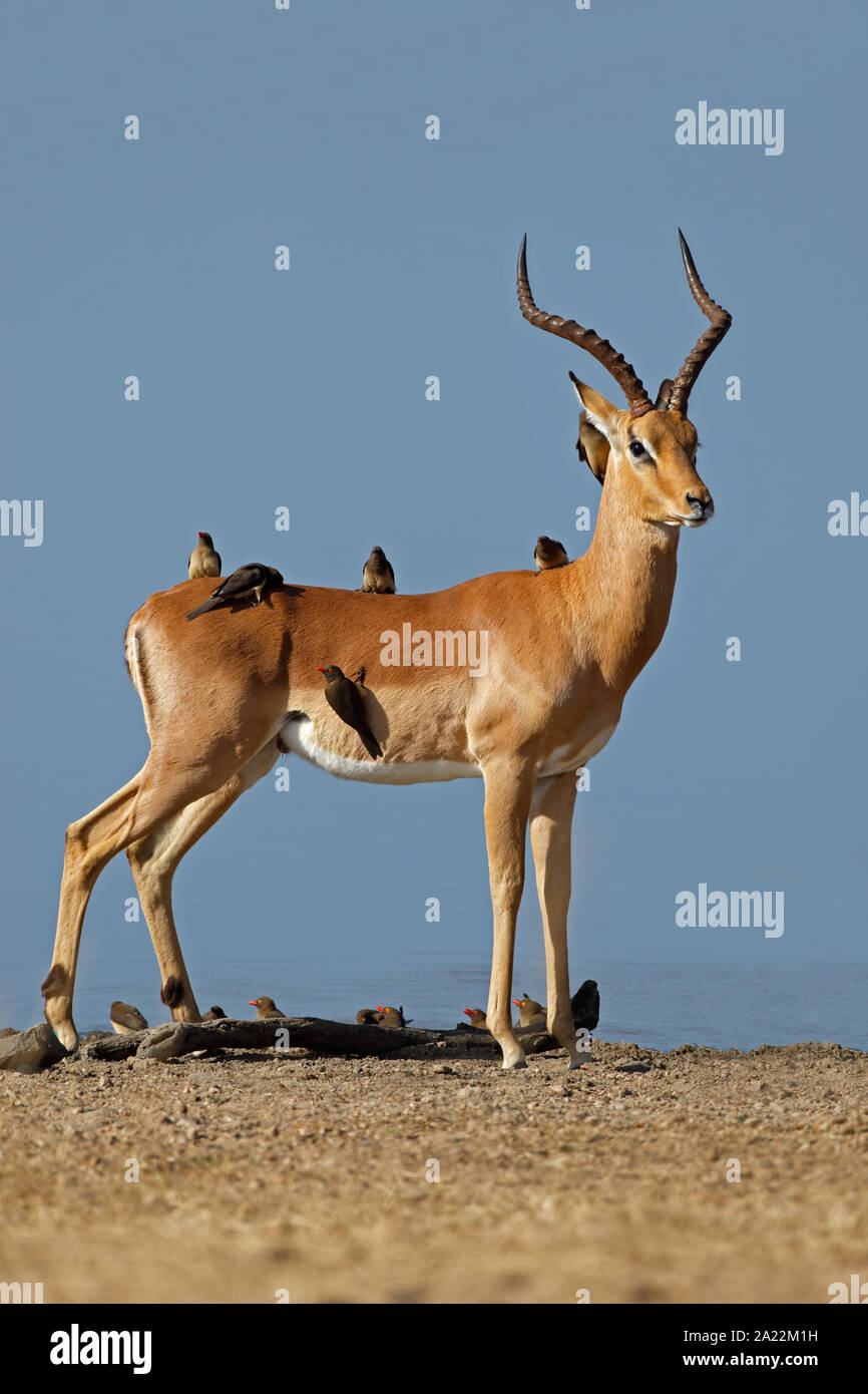 Männliche Impala (Aepyceros melampus Antilope) mit oxpecker Vögel, Krüger Nationalpark, Südafrika Stockfoto