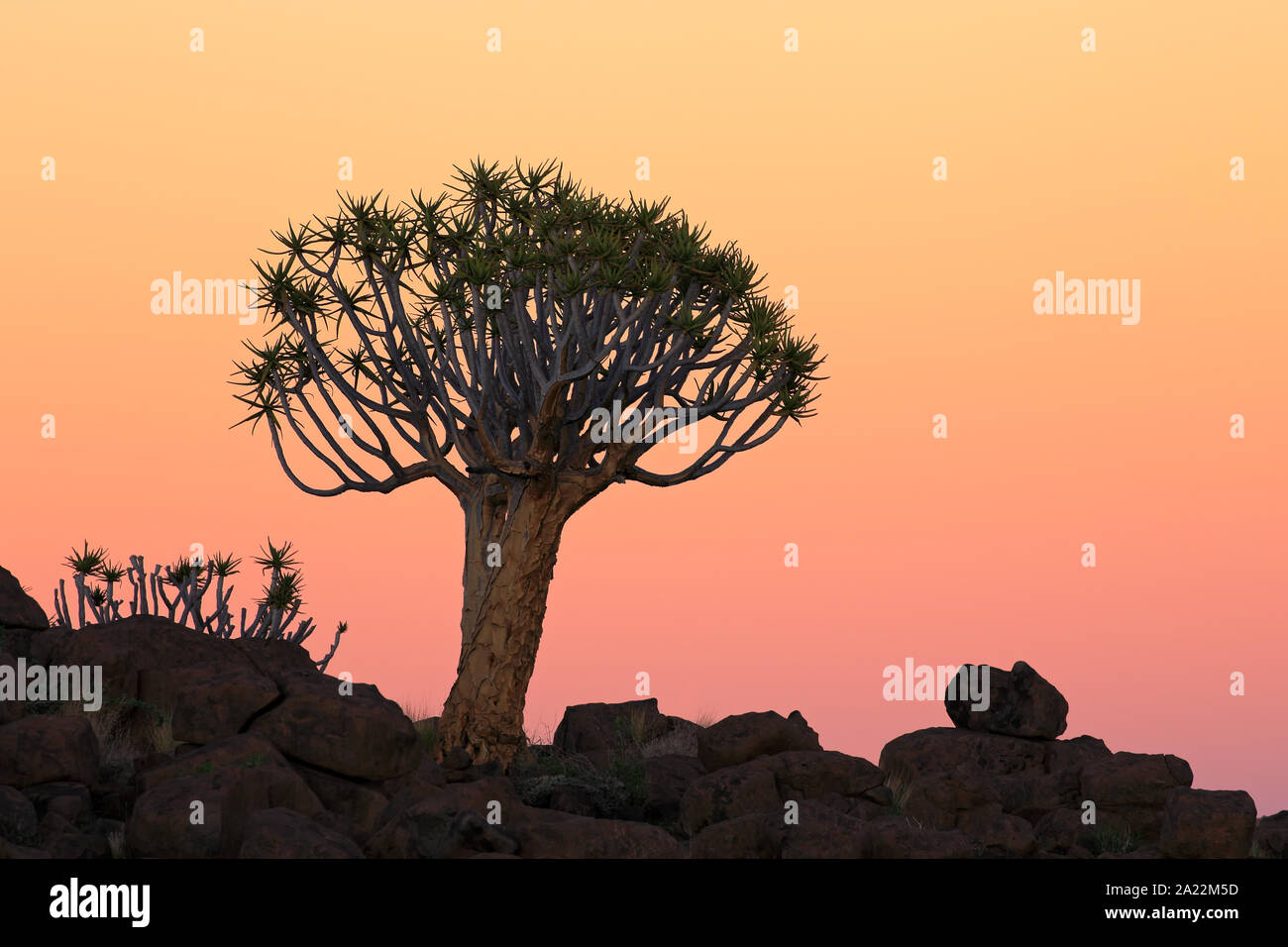 Silhouette einer köcherbaum (Aloe dichotoma) und Felsen bei Sonnenuntergang, Namibia Stockfoto