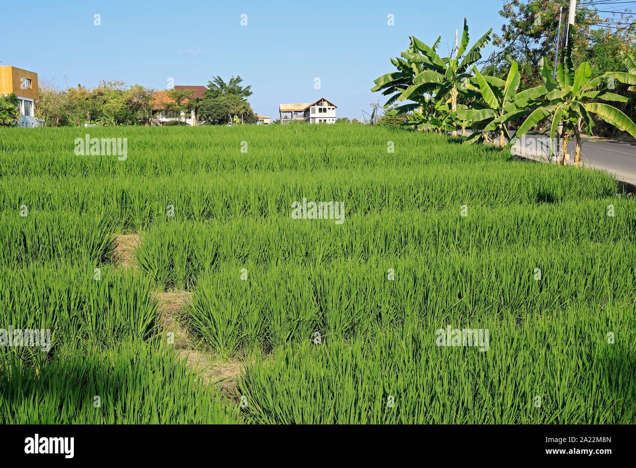 Üppig grünen Reisfeldern im Stadtgebiet von Canggu, Bali, Indonesien Stockfoto