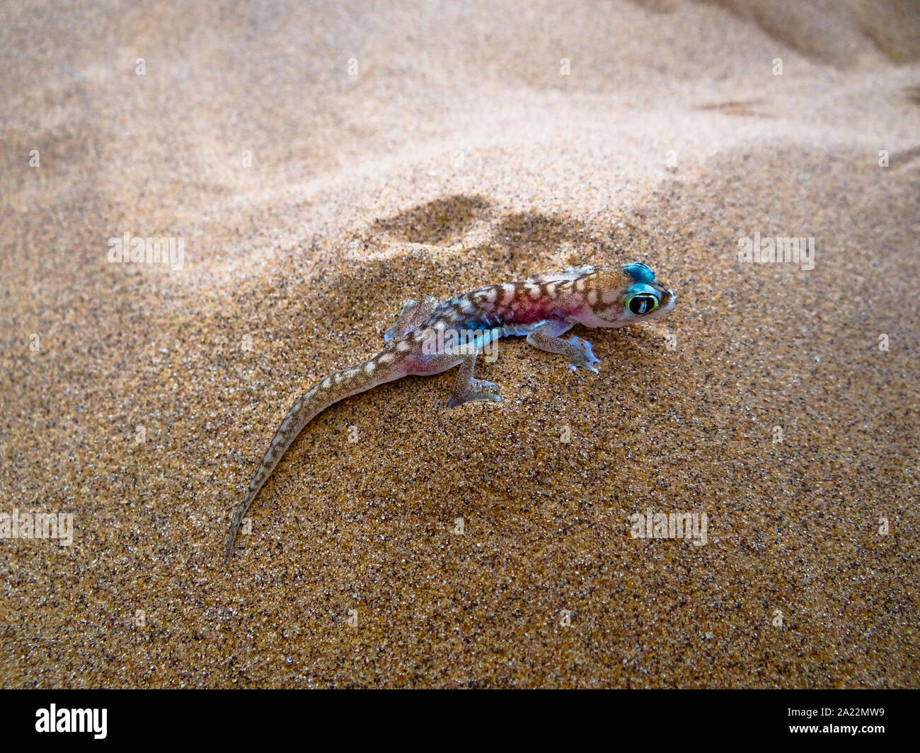 Die Namib Gecko ist posieren in den Sand. Foto in der Namib in der Nähe von Swakopmund im östlichen Namibia genommen Stockfoto