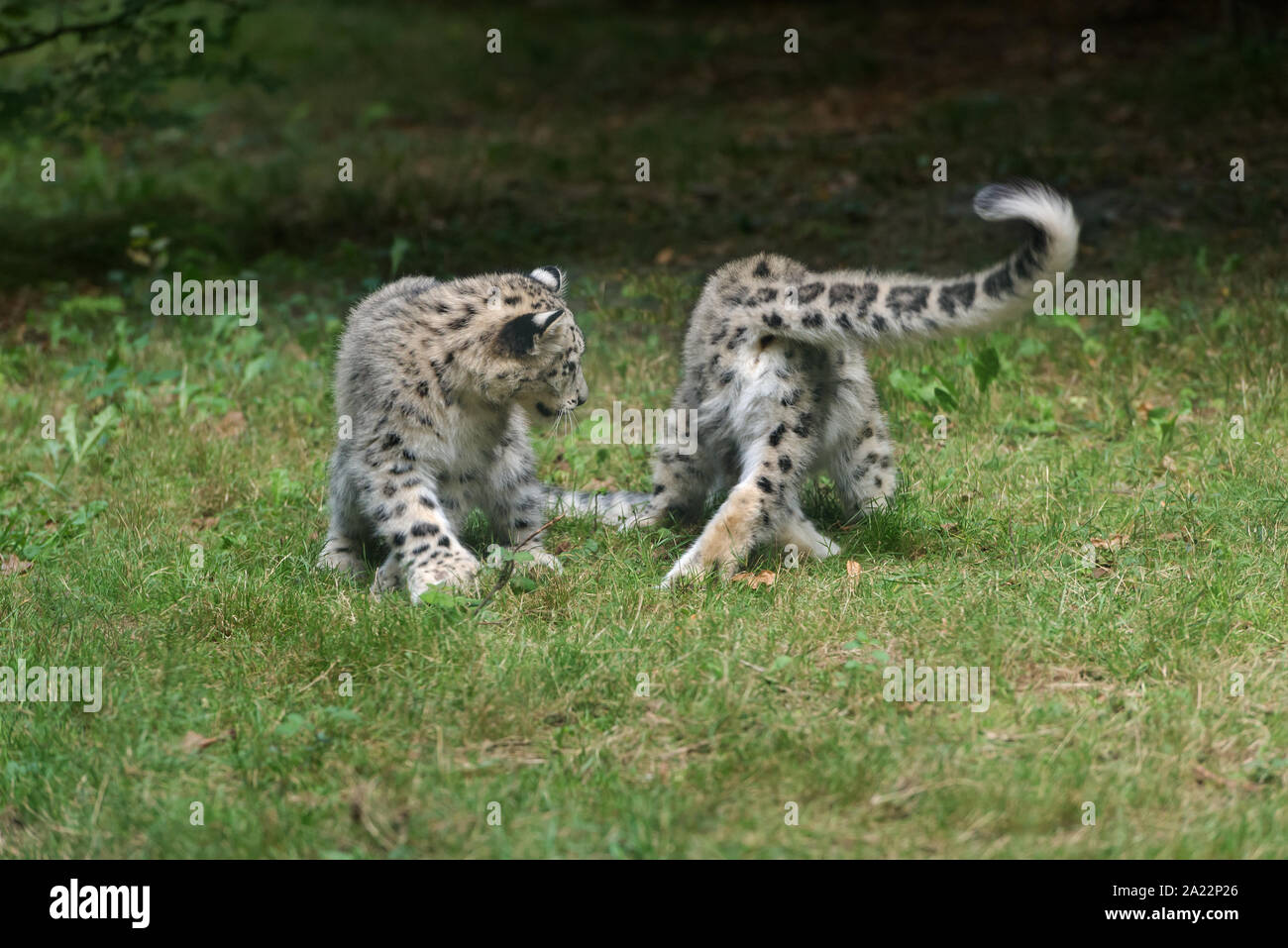 Snow Leopard Cubs (Uncia uncia) Stockfoto