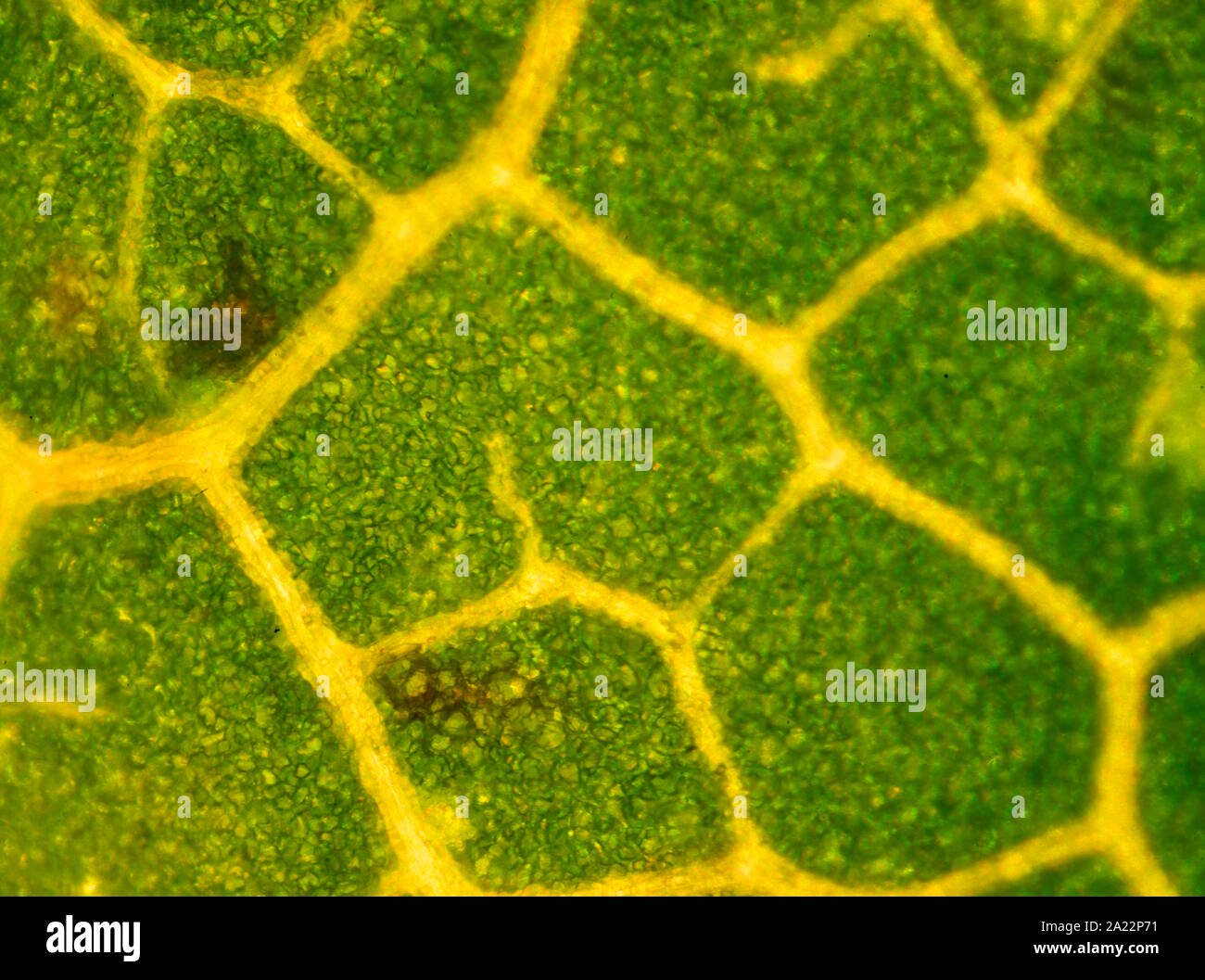 Schweden - Pflanze, photosynthetischen Eukaryonten, World, multicell Stockfoto