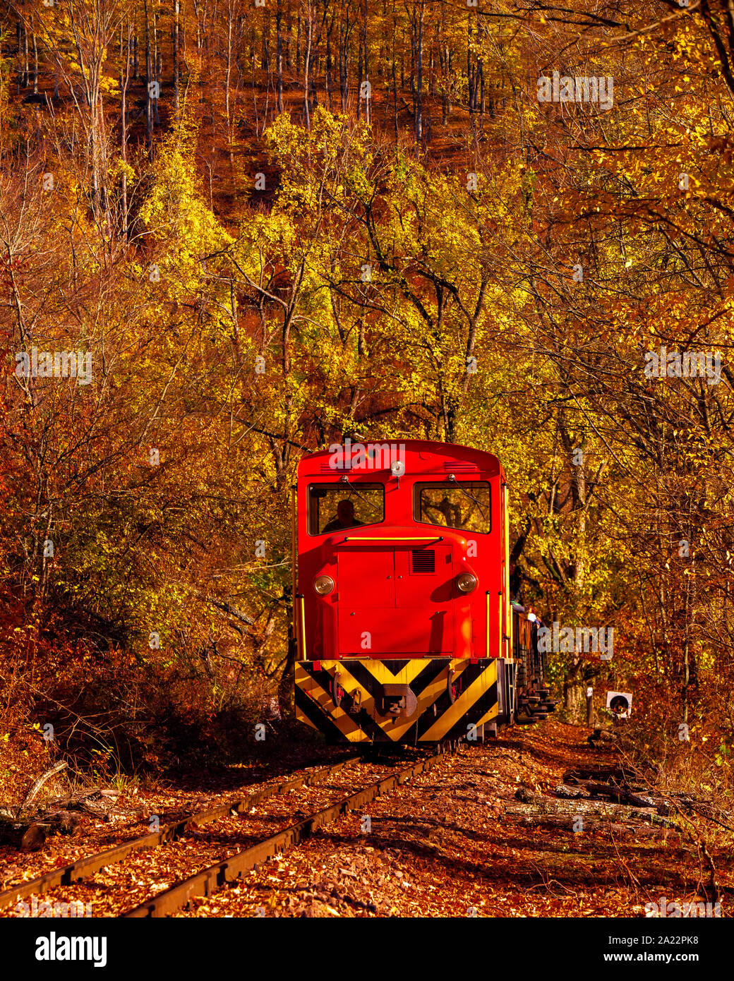 Wald Zug in fantastischen Farben des Herbstes. Helle Lichter, fantastische Stimmung. Stockfoto