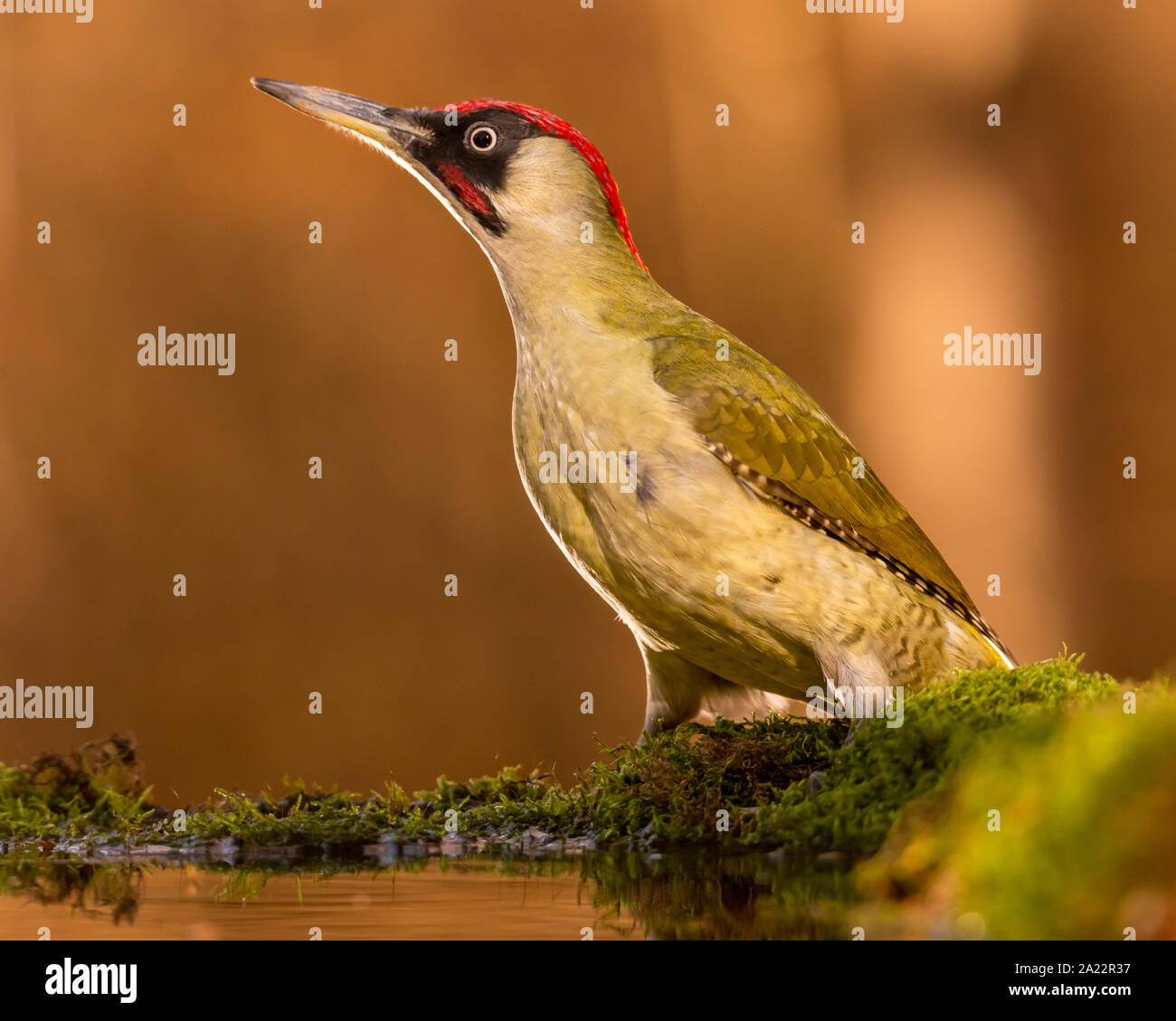 Grünspecht, Picus viridis in einem See. Stockfoto