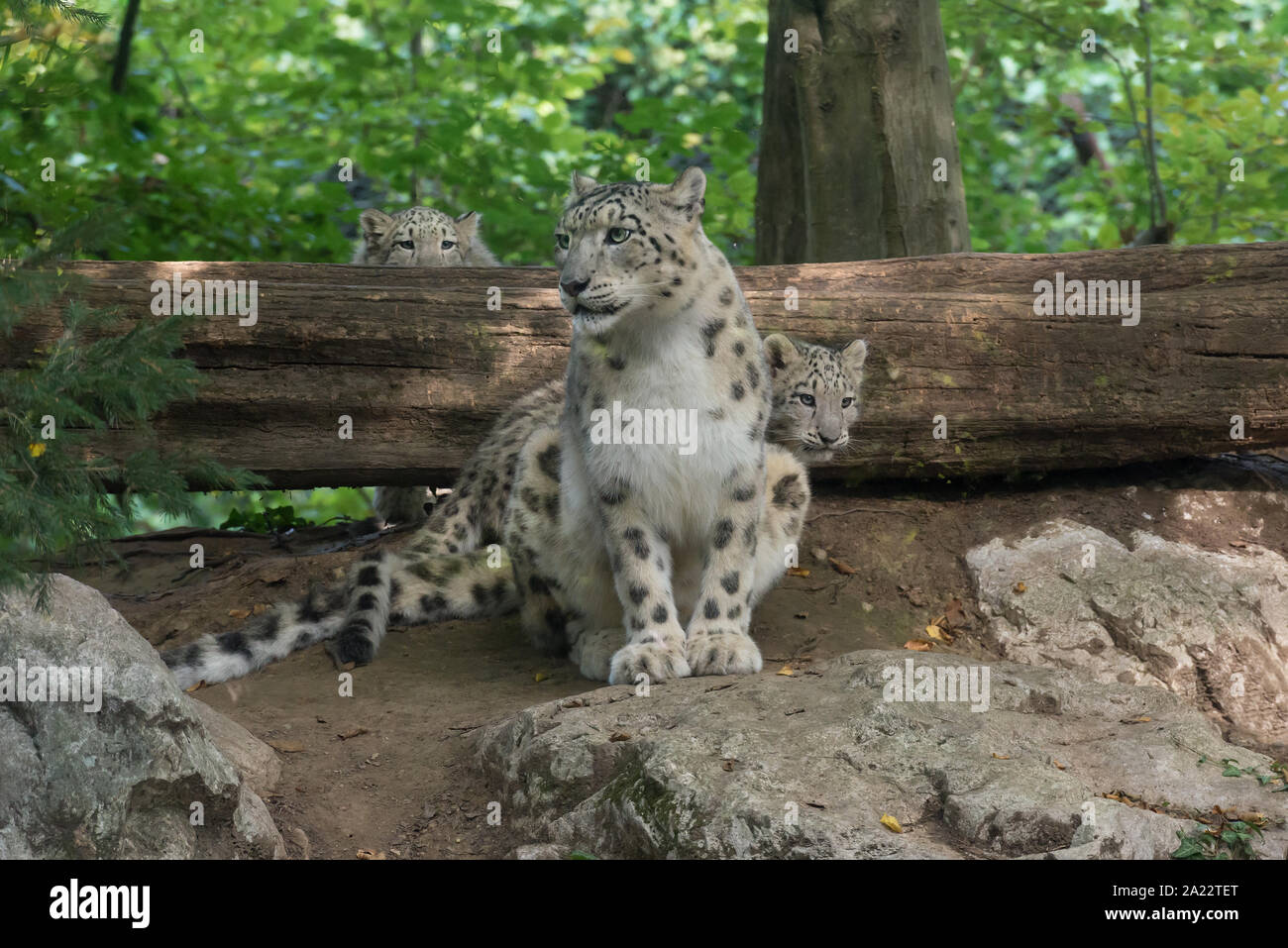 Schneeleoparden (Uncia uncia) Stockfoto