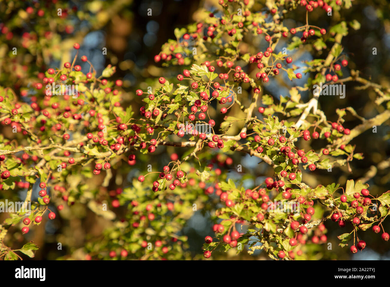 Red hawthorn oder crateagus Beeren im Spätsommer auf den Baum gesehen. Stockfoto