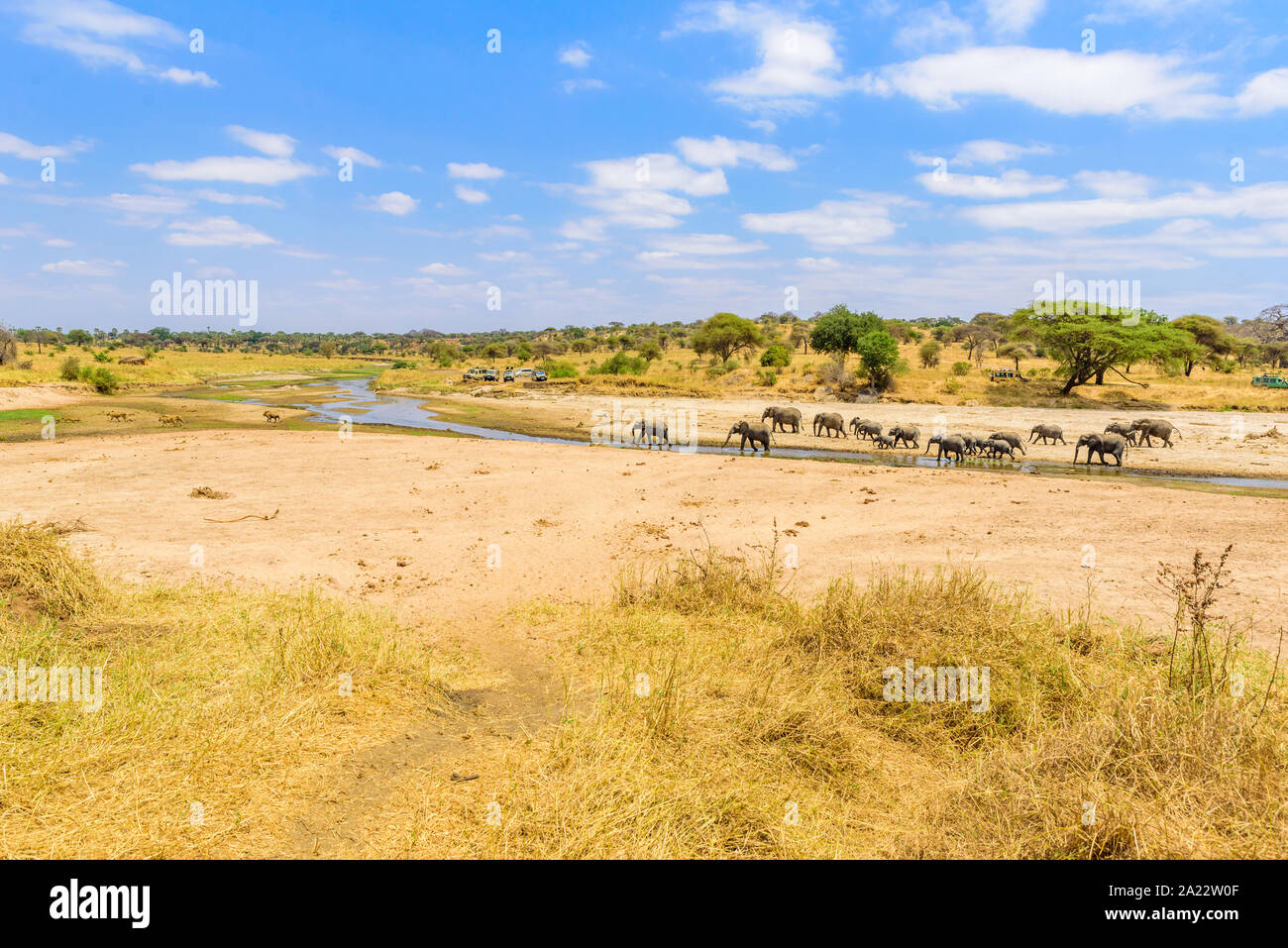 Familie der Elefanten und Löwen am Wasserloch im Tarangire Nationalpark, Tansania - Safari in Afrika Stockfoto