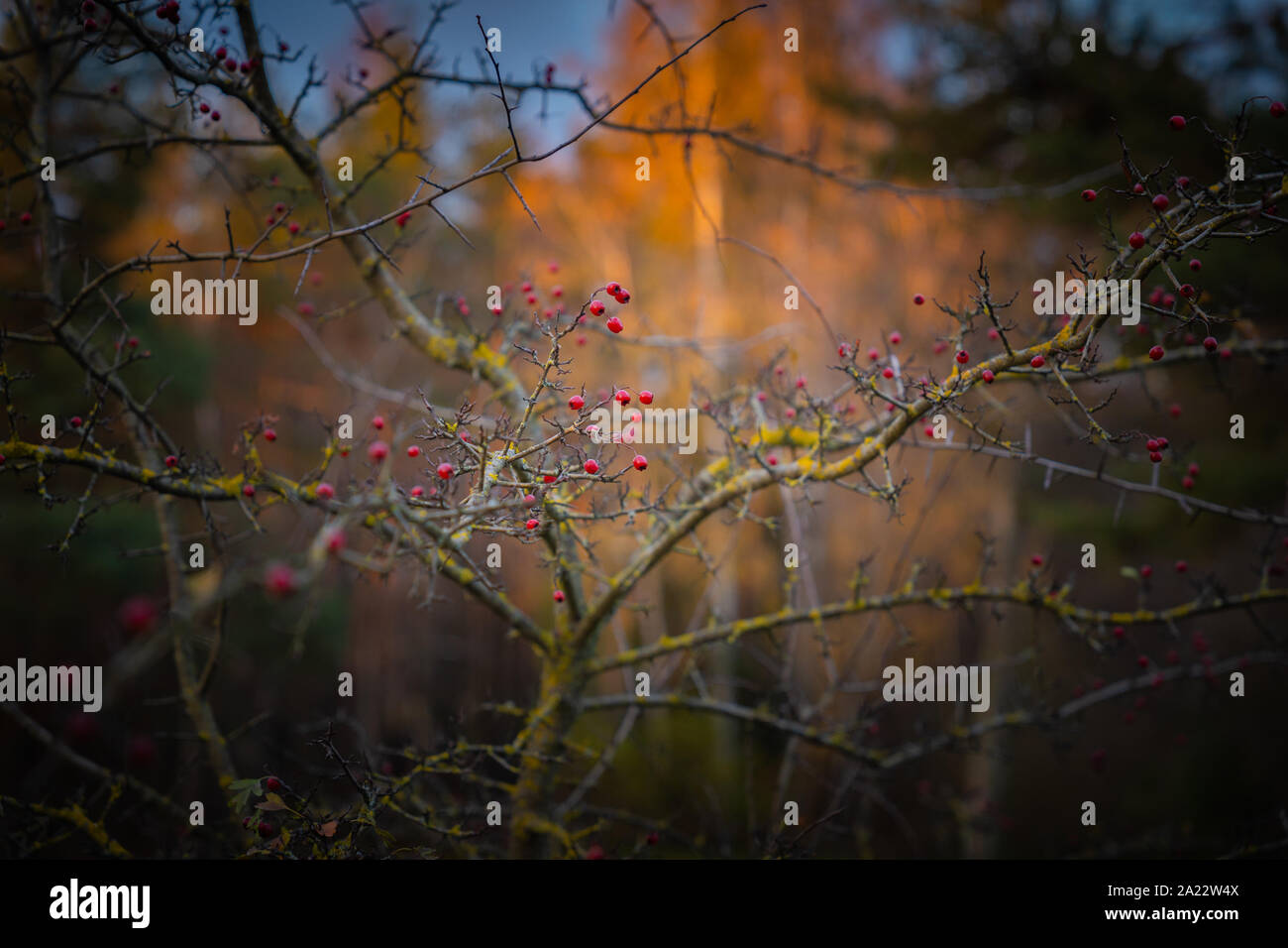 Ein Herbst Hintergrund mit Stacheldraht Strauch, rote Beeren, gelbe Bäume, dunklen Vignette, getönt Stockfoto