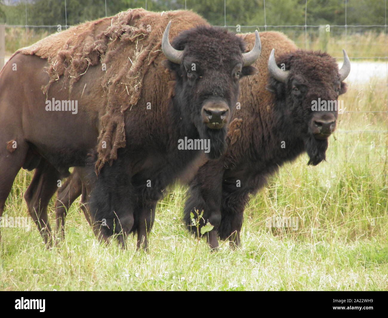 North American Bison gezüchtet in Neuseeland für Fleisch Stockfoto