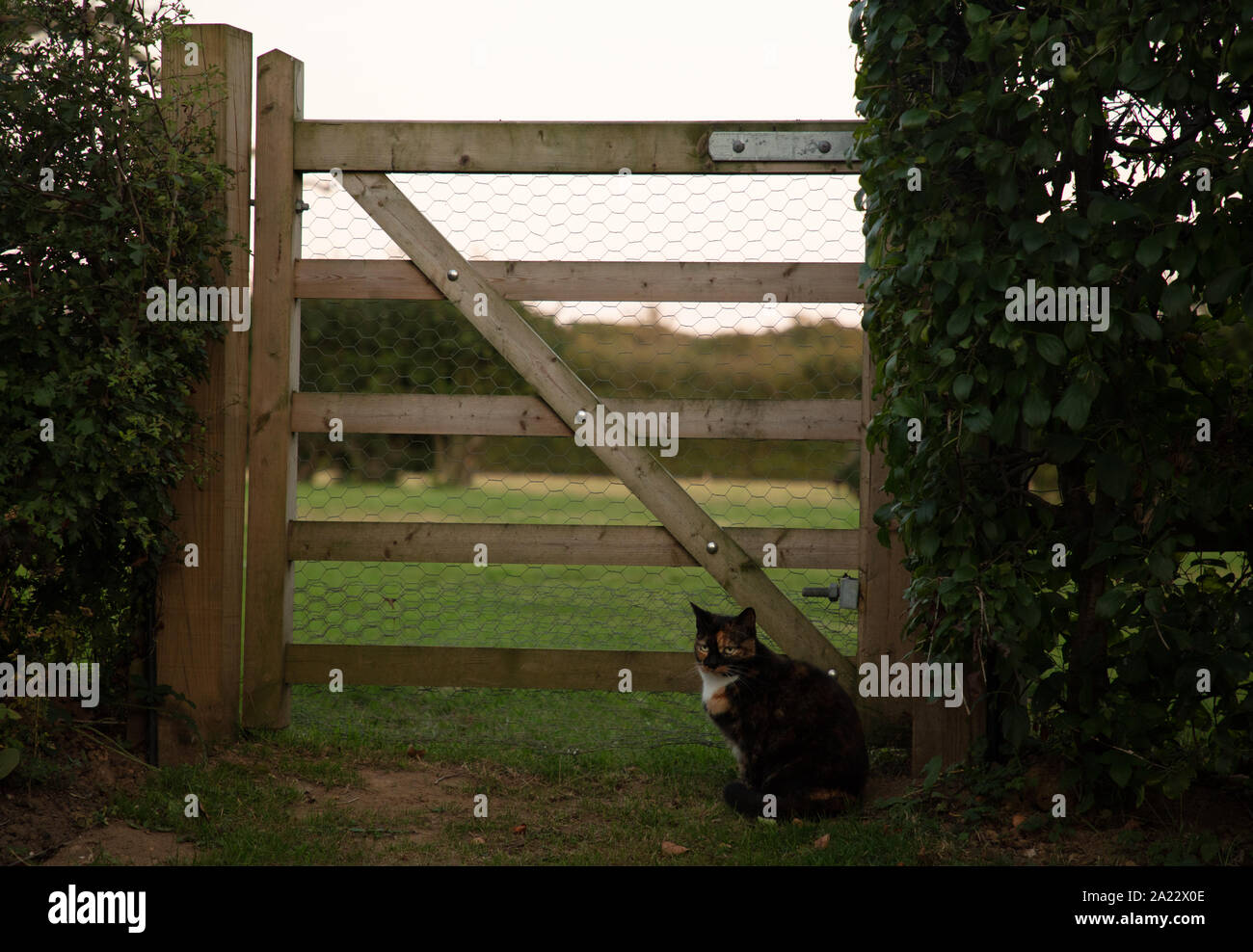 Hauskatze an der Seite einer Gartentor sitzen im September. Stockfoto