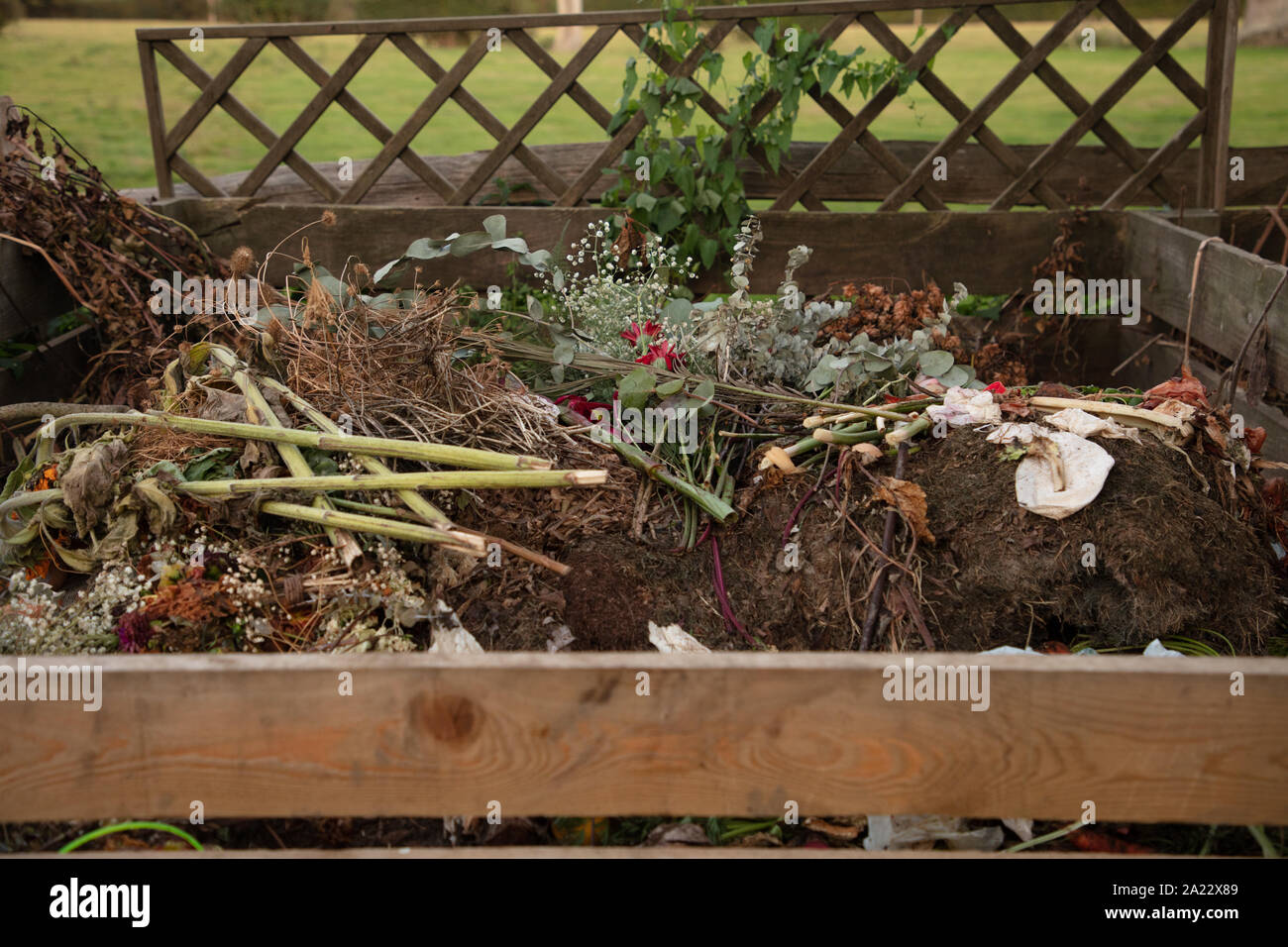 Komposteimer mit Kompostierung von Gartenabfällen in einem Englischen Garten im September. Stockfoto