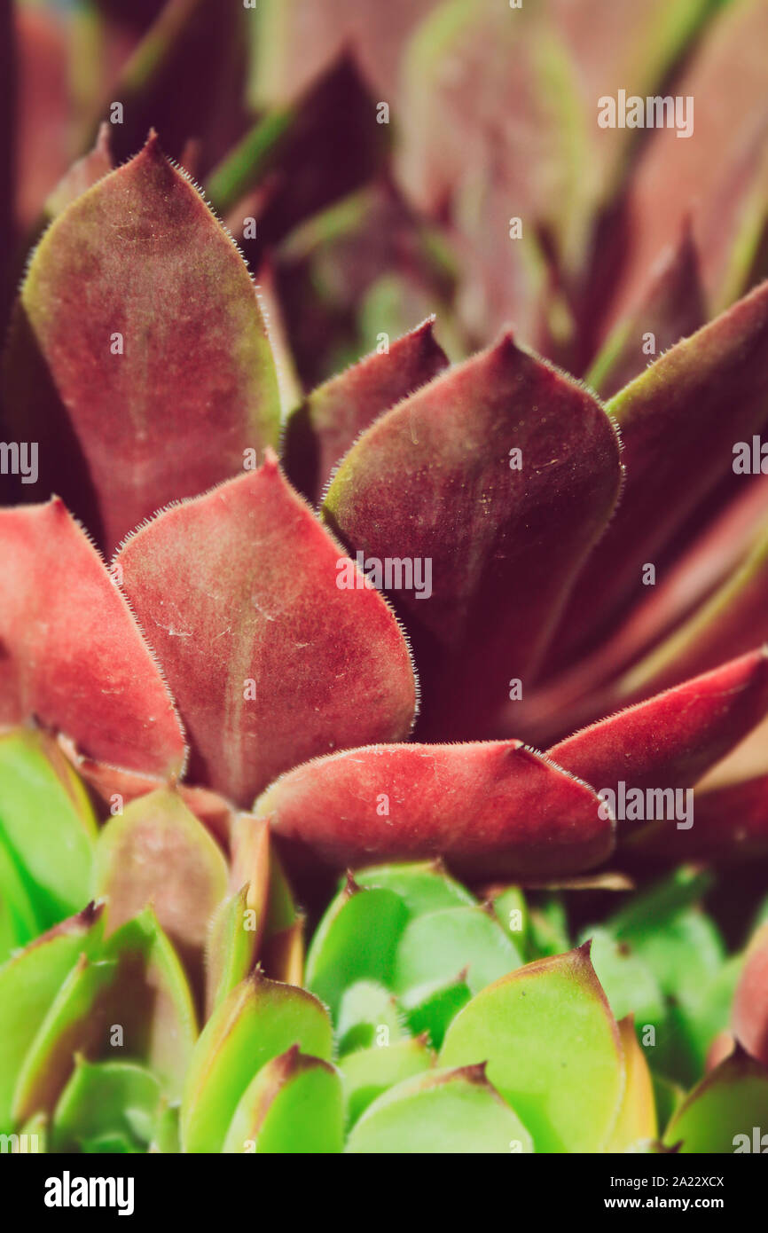 Gemeinsame hauswurz (sempervivum tectorum) Stockfoto