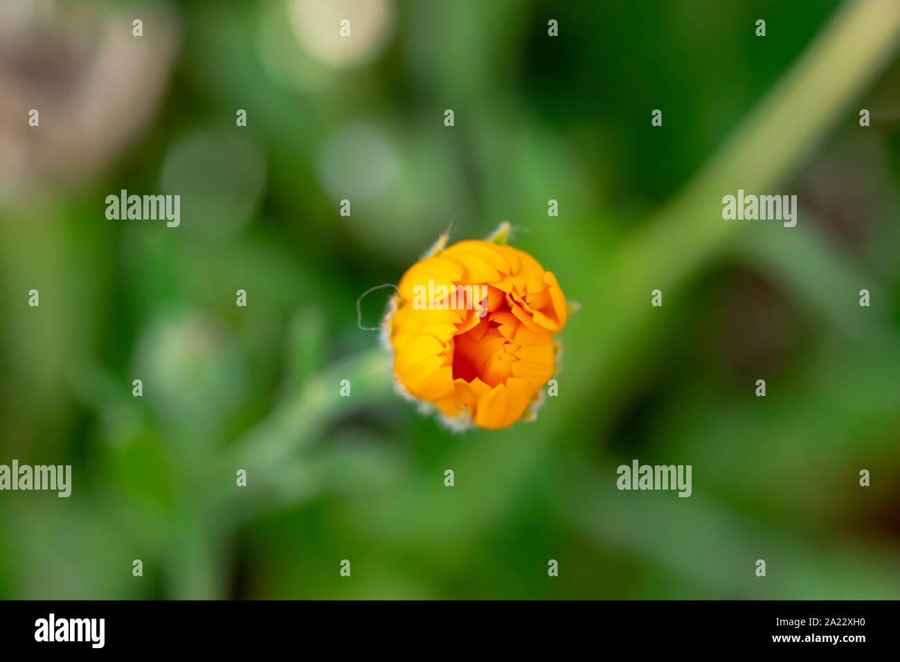 Orangefarbener Ringelblume (lat. Calendula officinalis), dem Ringelblume, den Ruddles, der gemeinen Ringelblume oder der schottischen Ringelblume. Stockfoto