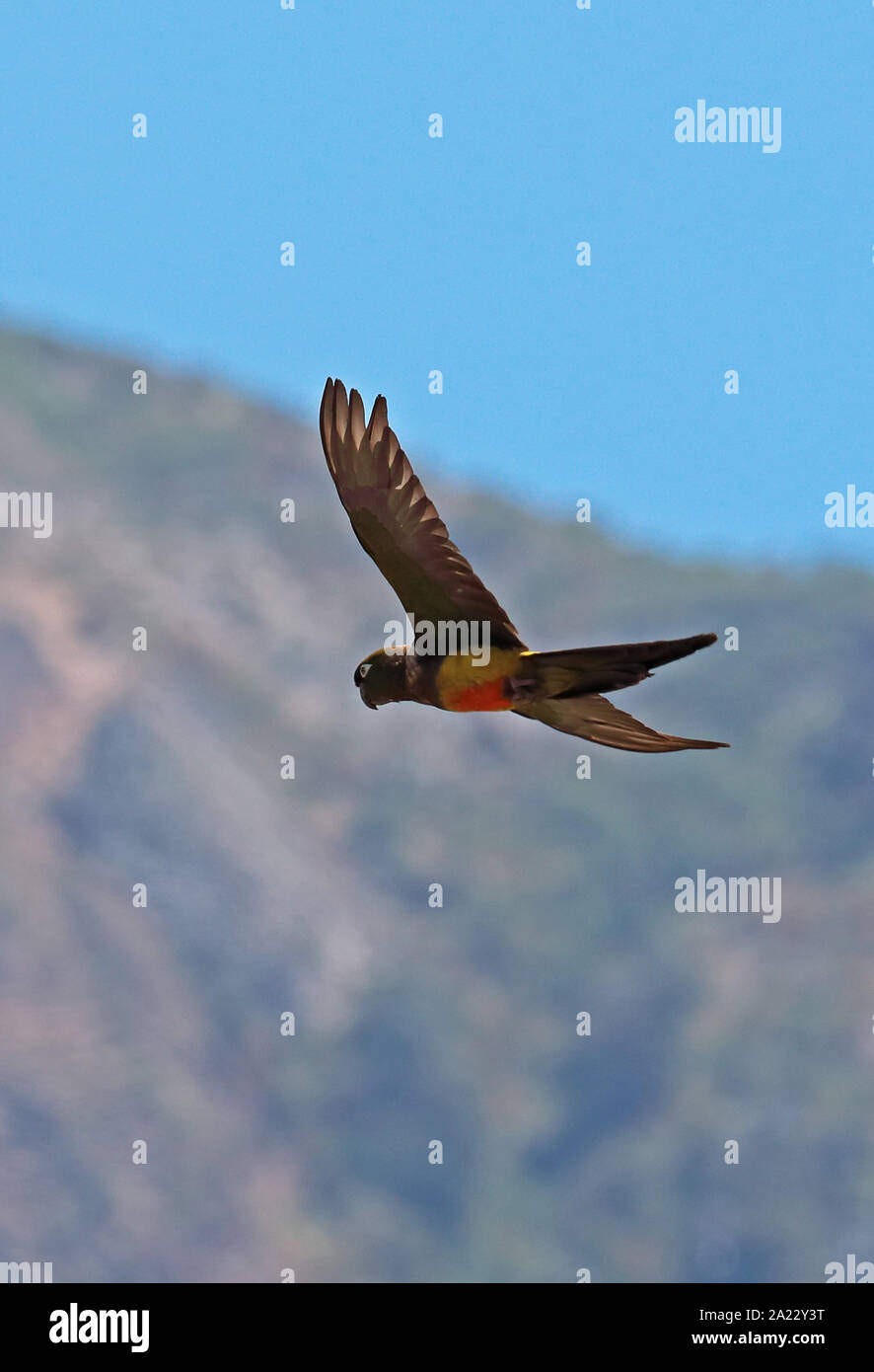 Papagei (Cyanoliseus patagonus Graben bloxami) Erwachsene im Flug zentrale Chile Januar Stockfoto