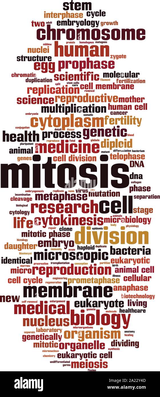 Mitose Wort cloud Konzept. Collage aus Worten über die mitose. Vector Illustration Stock Vektor
