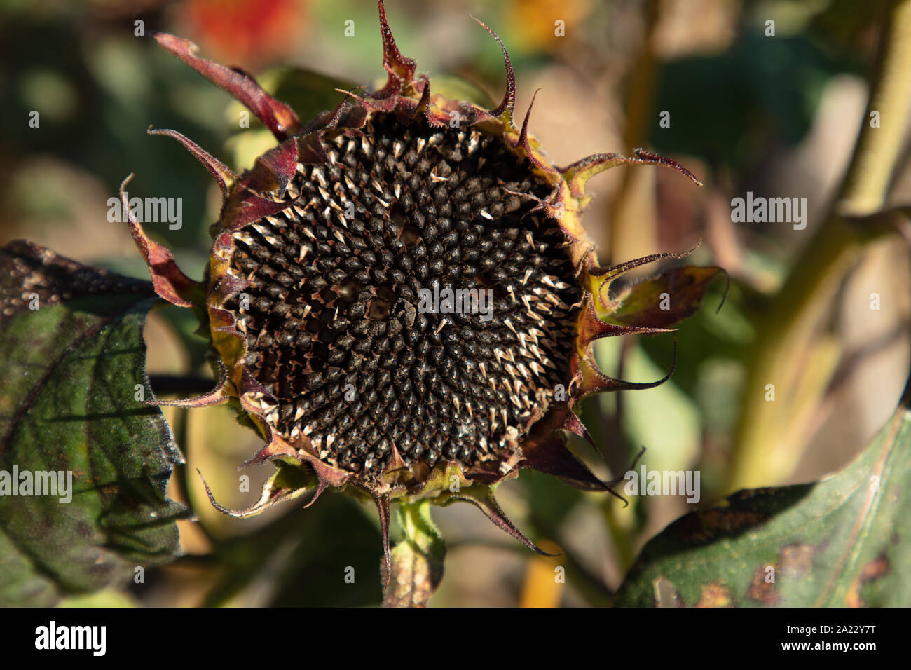 Braun Sonnenblumenkerne in der Sonnenblume am Ende der Vegetationsperiode im späten Sommer Sonne gesehen in England. Stockfoto