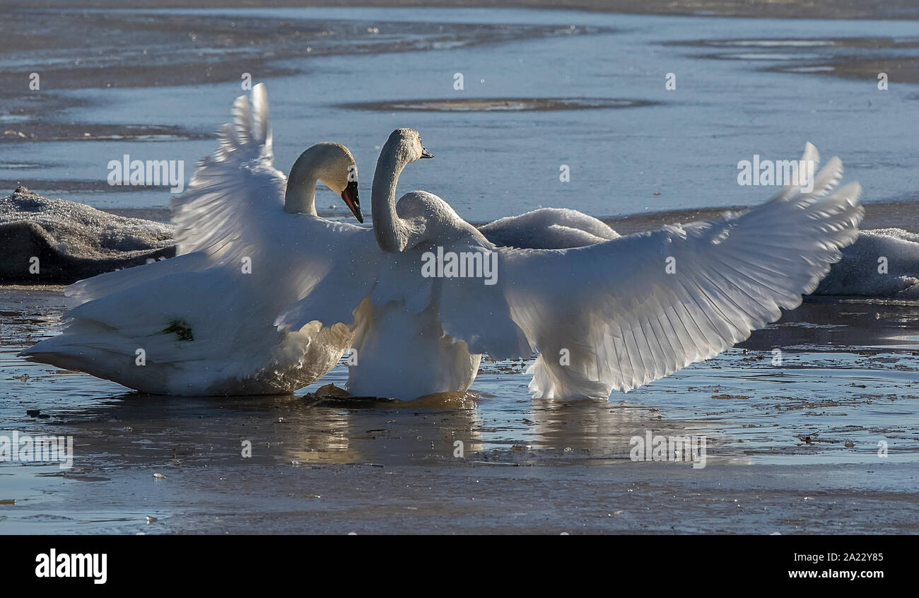 Trumpeter Swan Paar in Alaska Stockfoto