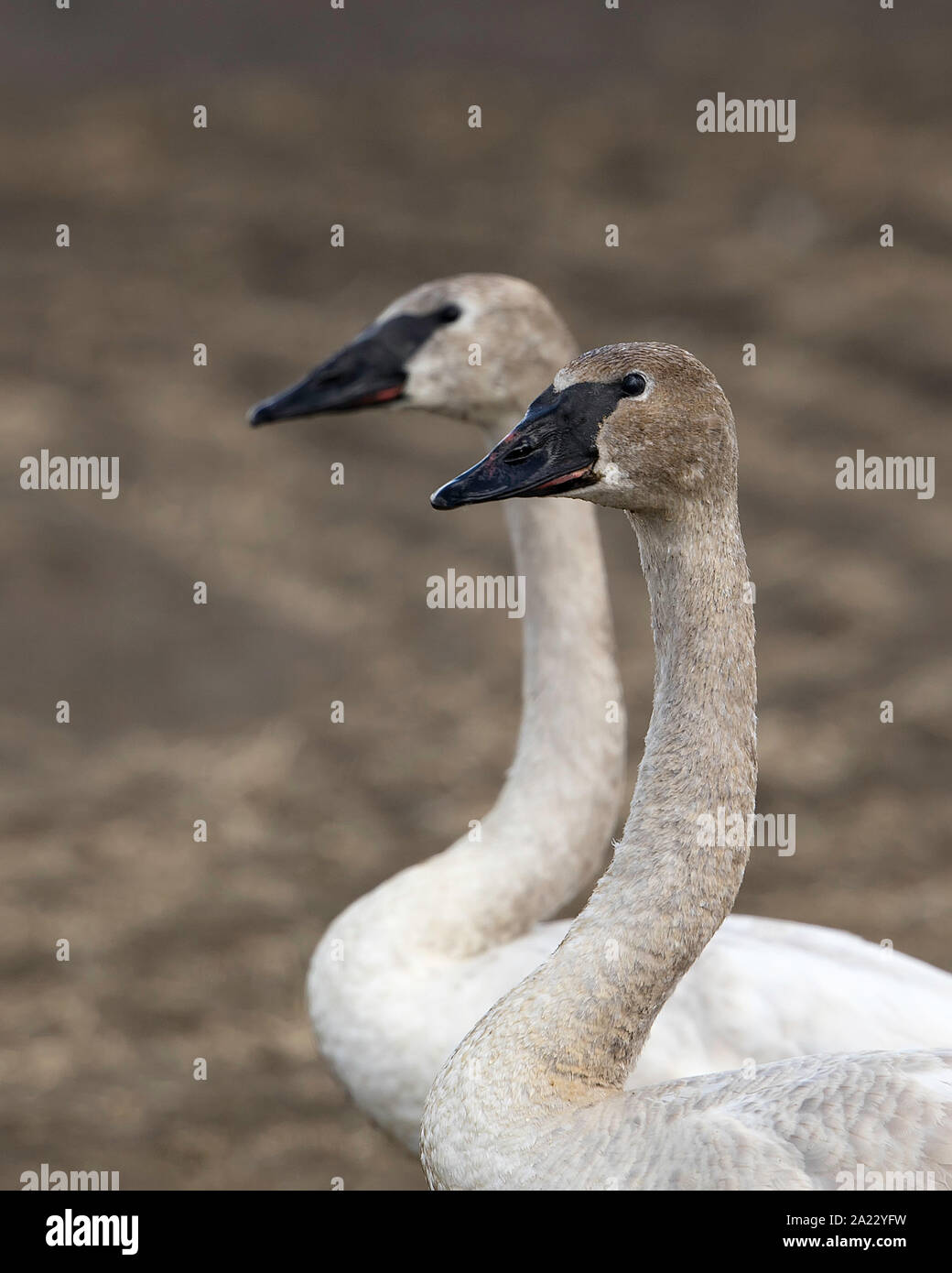 Trumpeter Swan Paar in Alaska Stockfoto