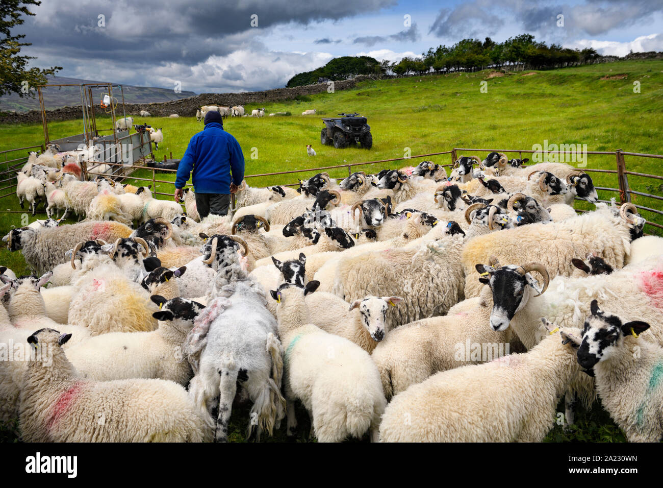 Bauer sammeln Gruppe von swaledale Schafe für innoculation Schüsse auf einem Bauernhof in Yorkshire Dales National Park im Tal des Flusses Swale Stockfoto