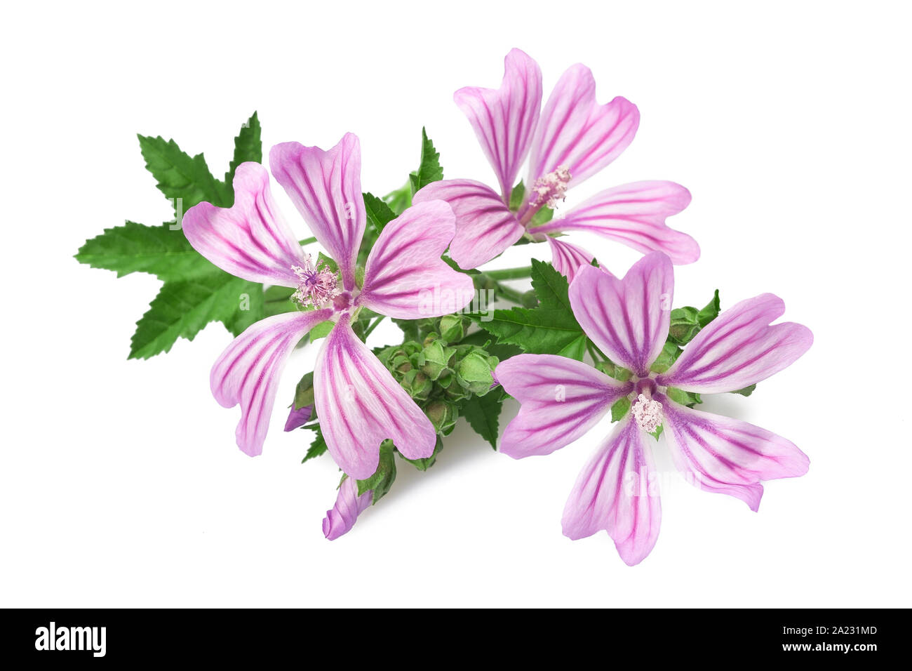 Malve Blumen auf weißem Hintergrund Stockfoto