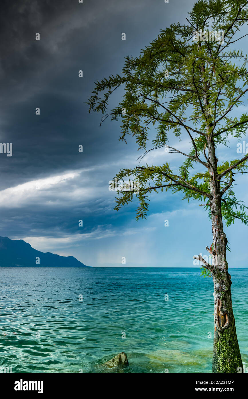 Landschaft, der See, die Berge, dunklen Himmel bewölkt mit Regen in der Entfernung und der alte Baum am Ufer, selektive konzentrieren. Genfer See, Montreux, Schweiz. Stockfoto